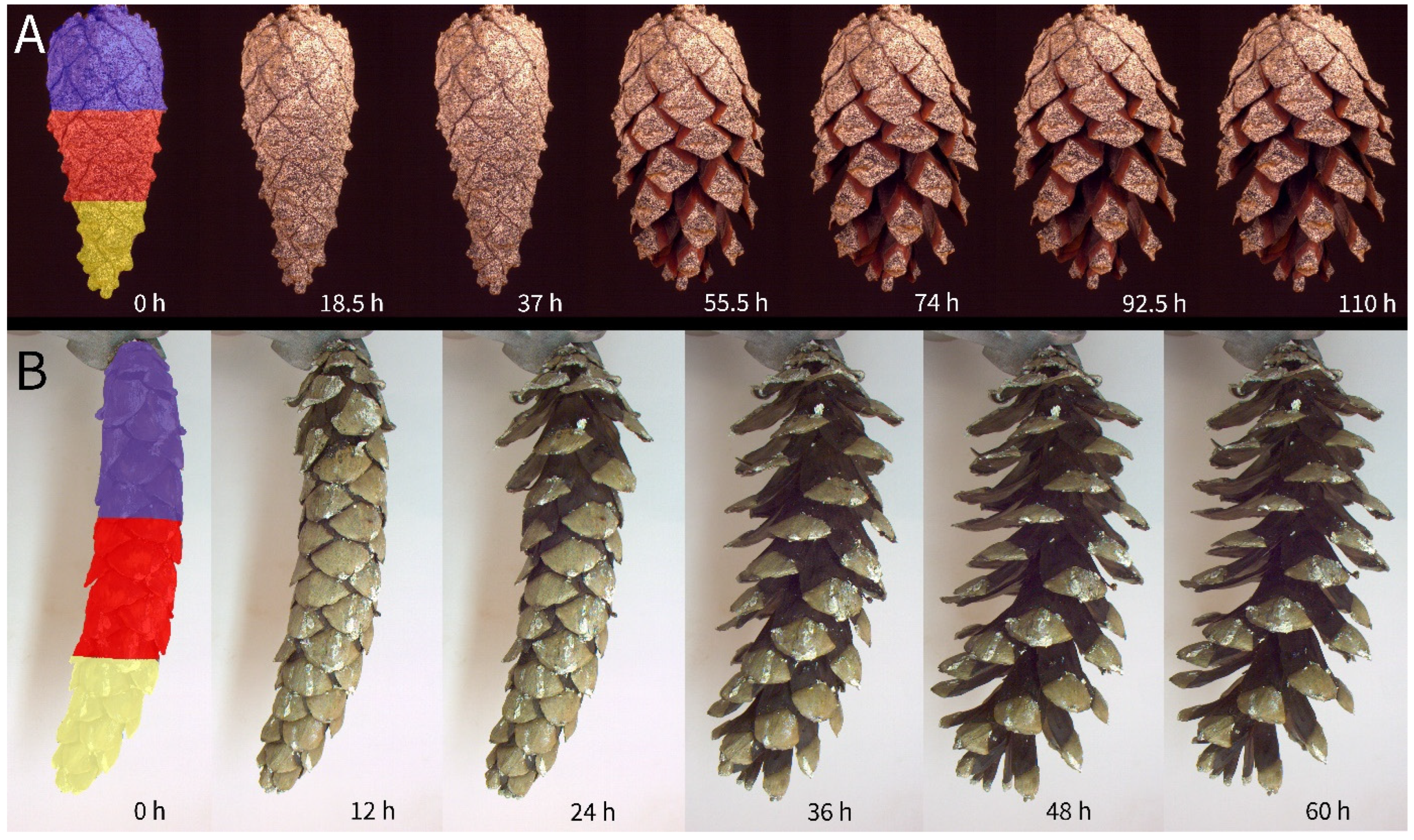 Plants 13 02078 g005