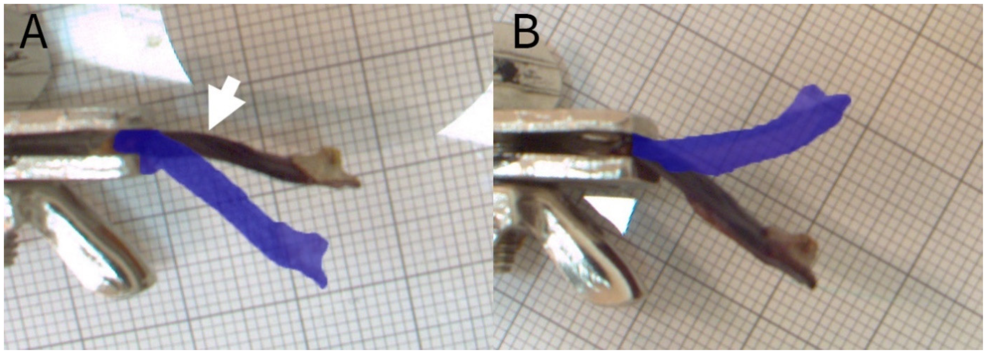 Plants 13 02078 g007