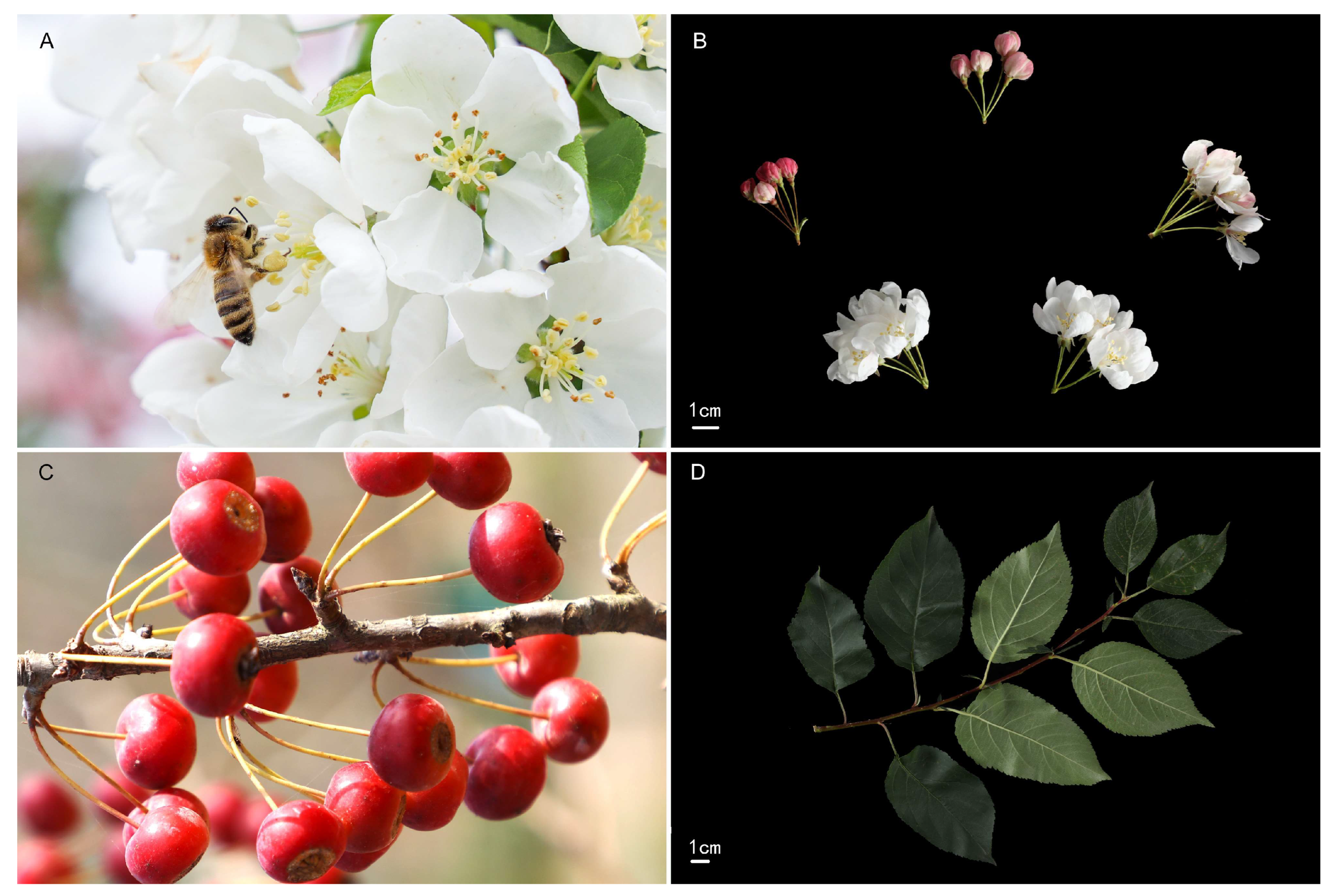 Plants 13 02080 g001