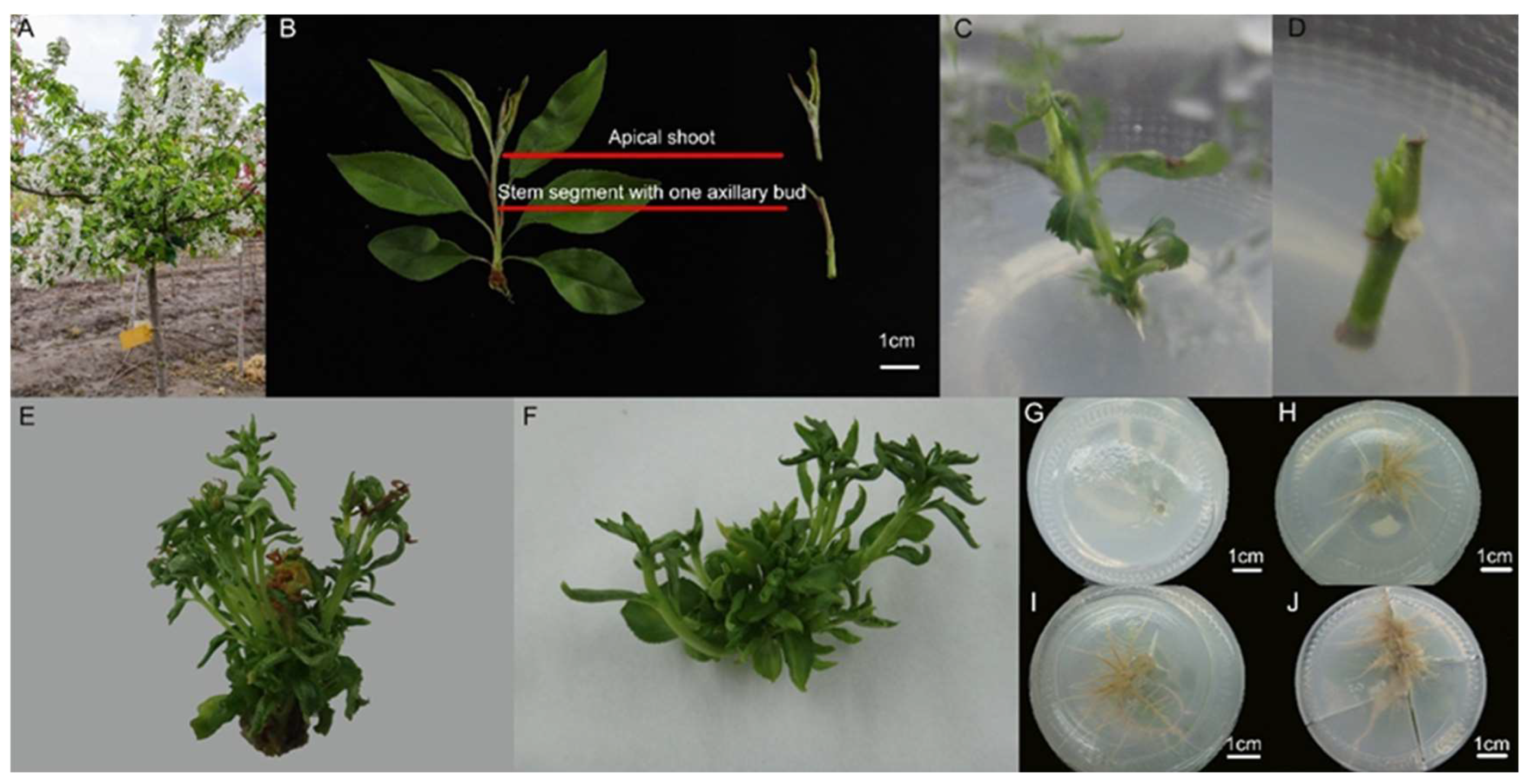Plants 13 02080 g002