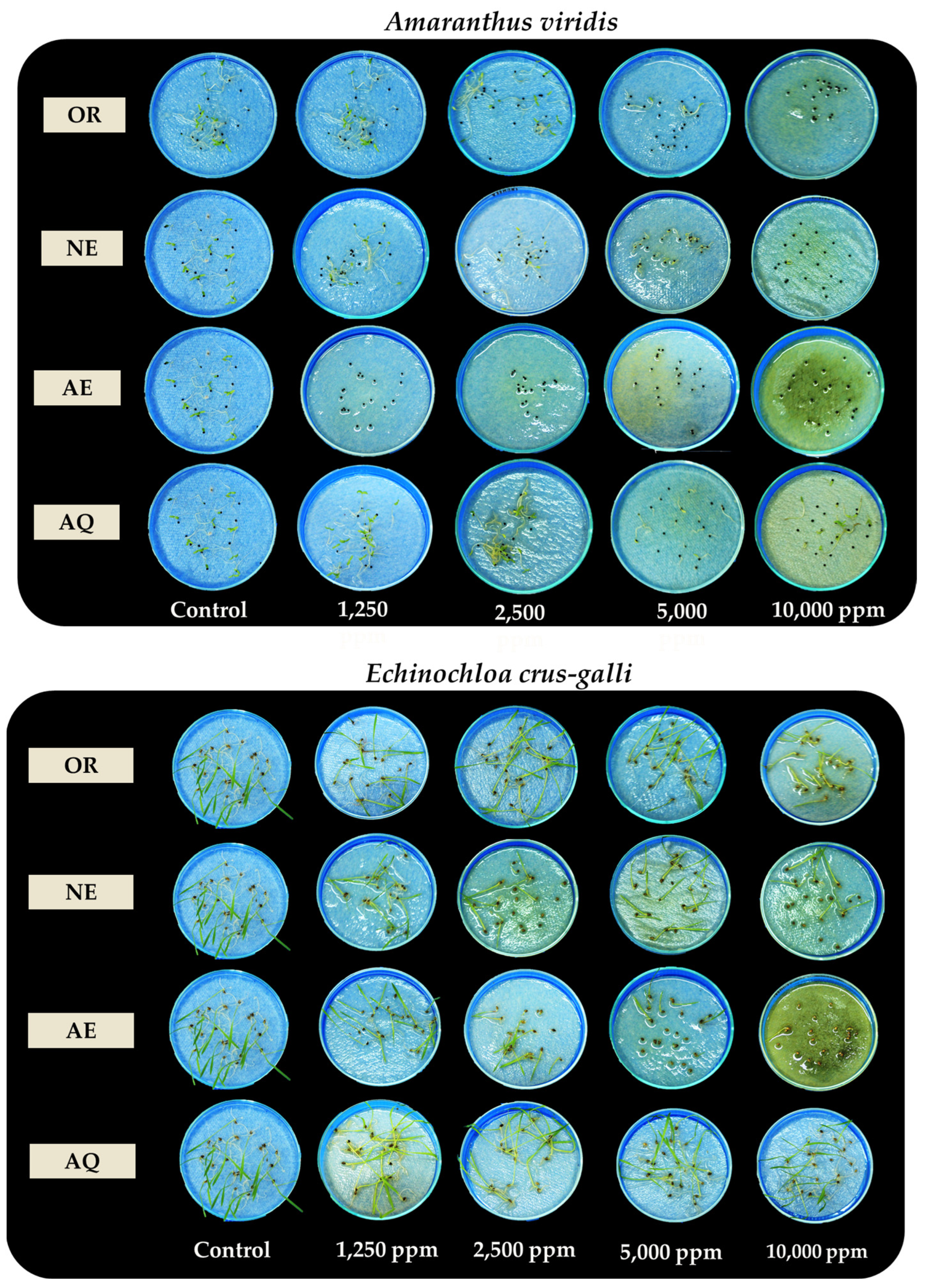 Plants 13 02085 g003