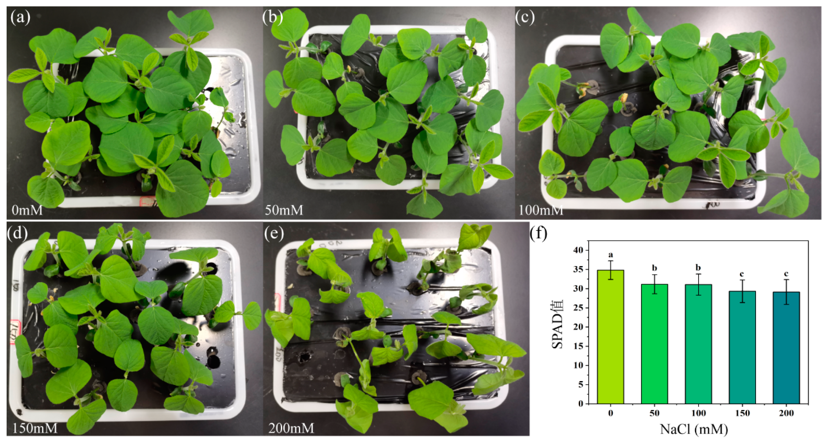 Plants 13 02089 g003