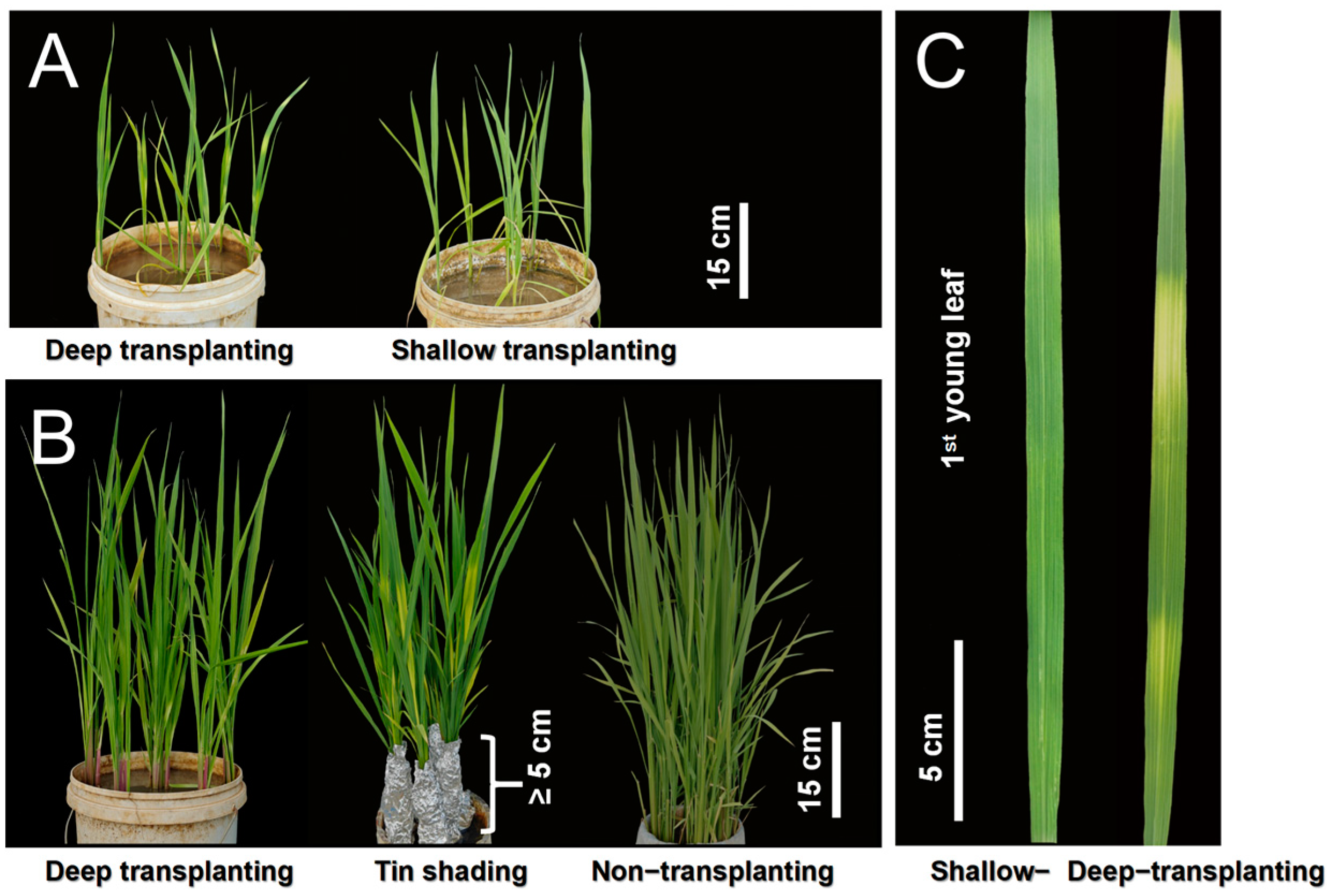 Plants 13 02090 g001 Plants 13 02090 g001