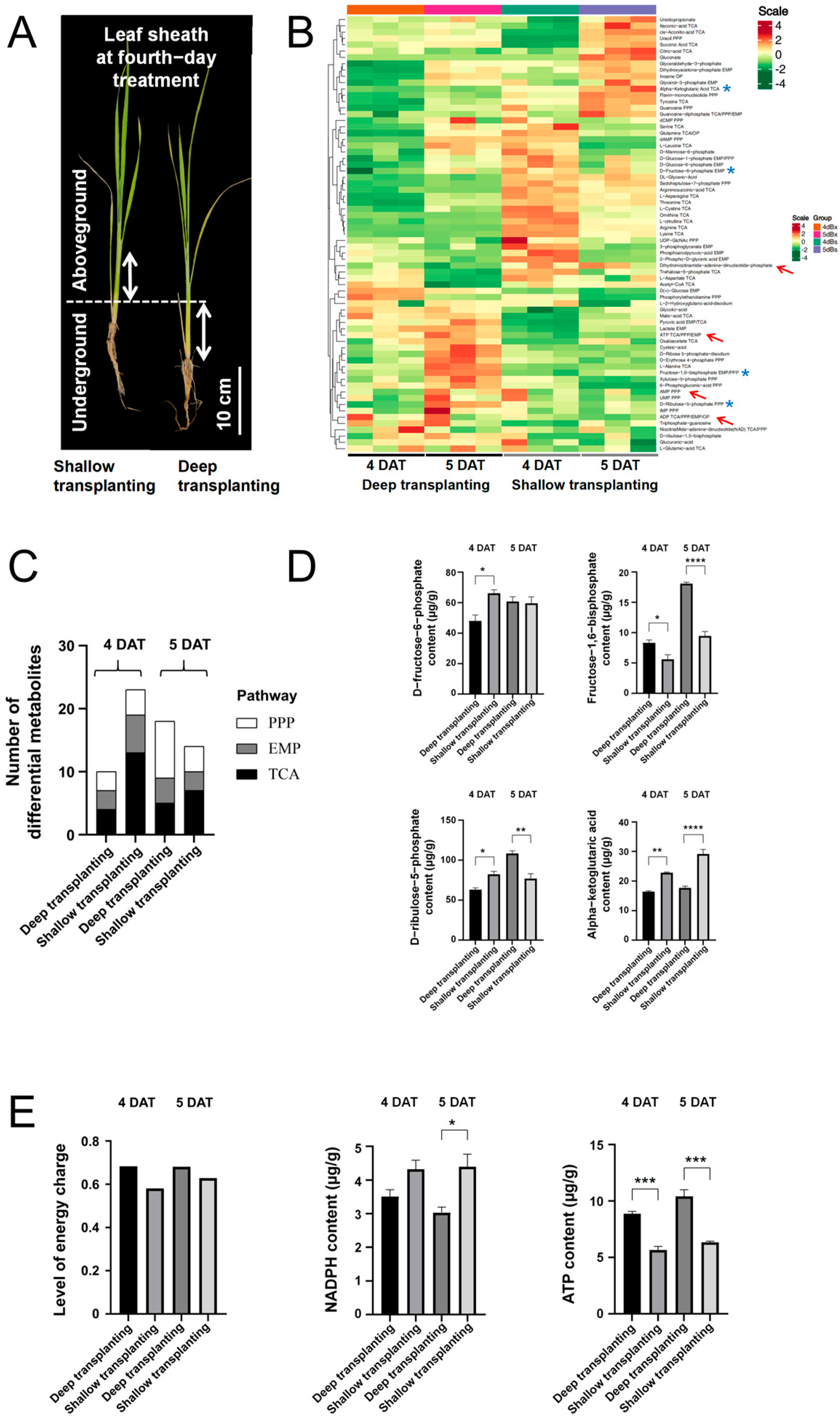 Plants 13 02090 g002 Plants 13 02090 g002