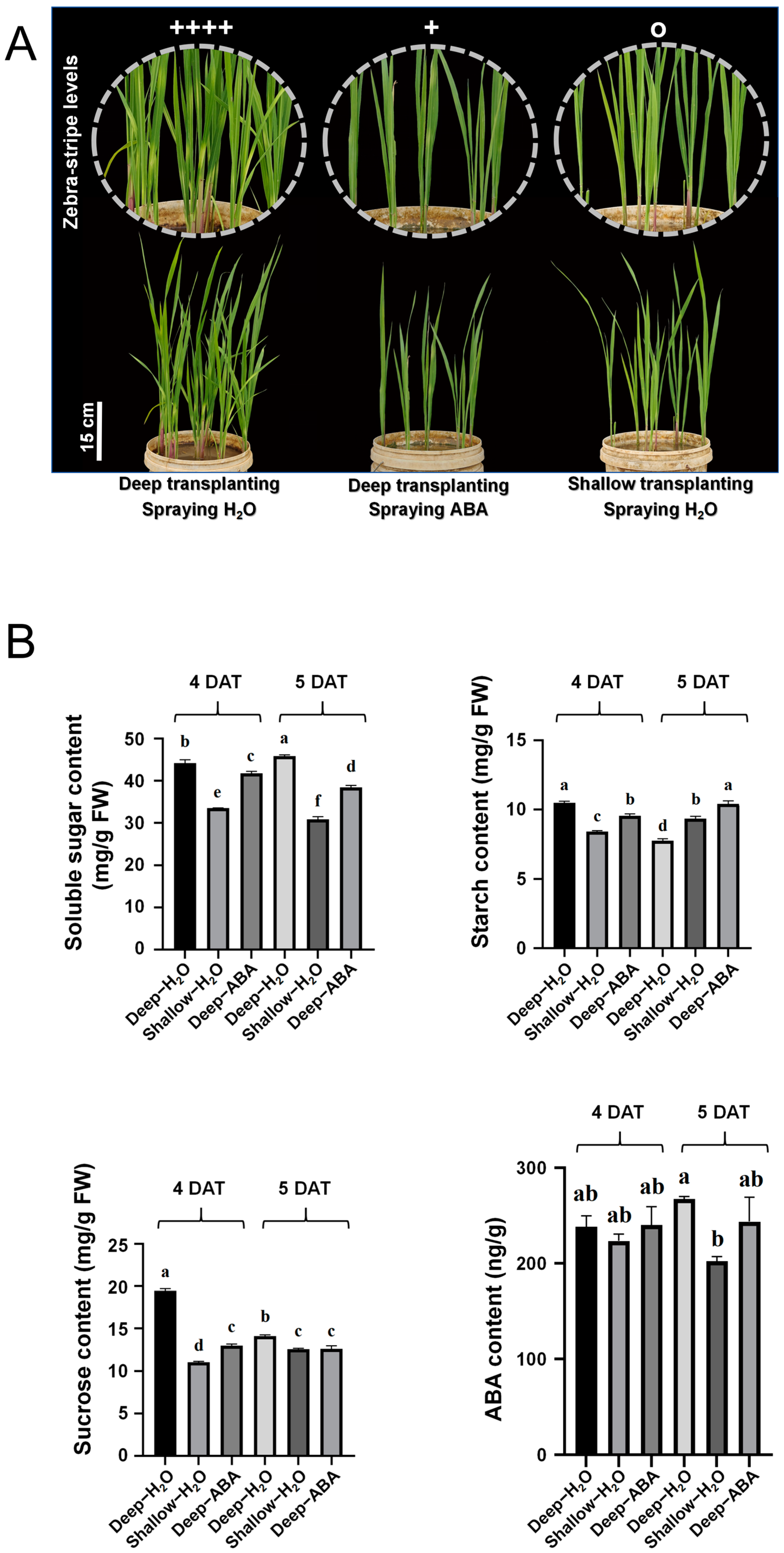 Plants 13 02090 g006 Plants 13 02090 g006