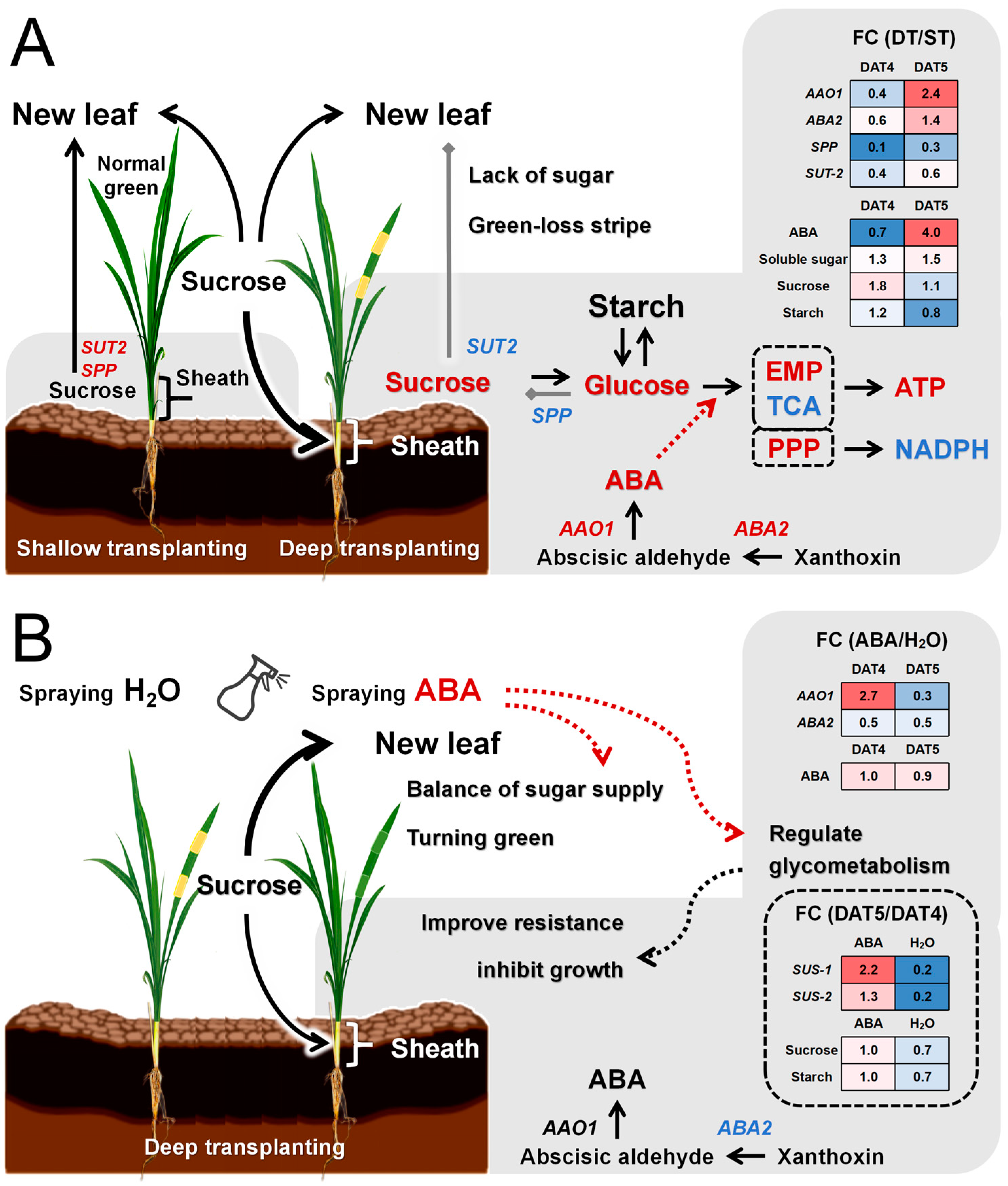Plants 13 02090 g008 Plants 13 02090 g008