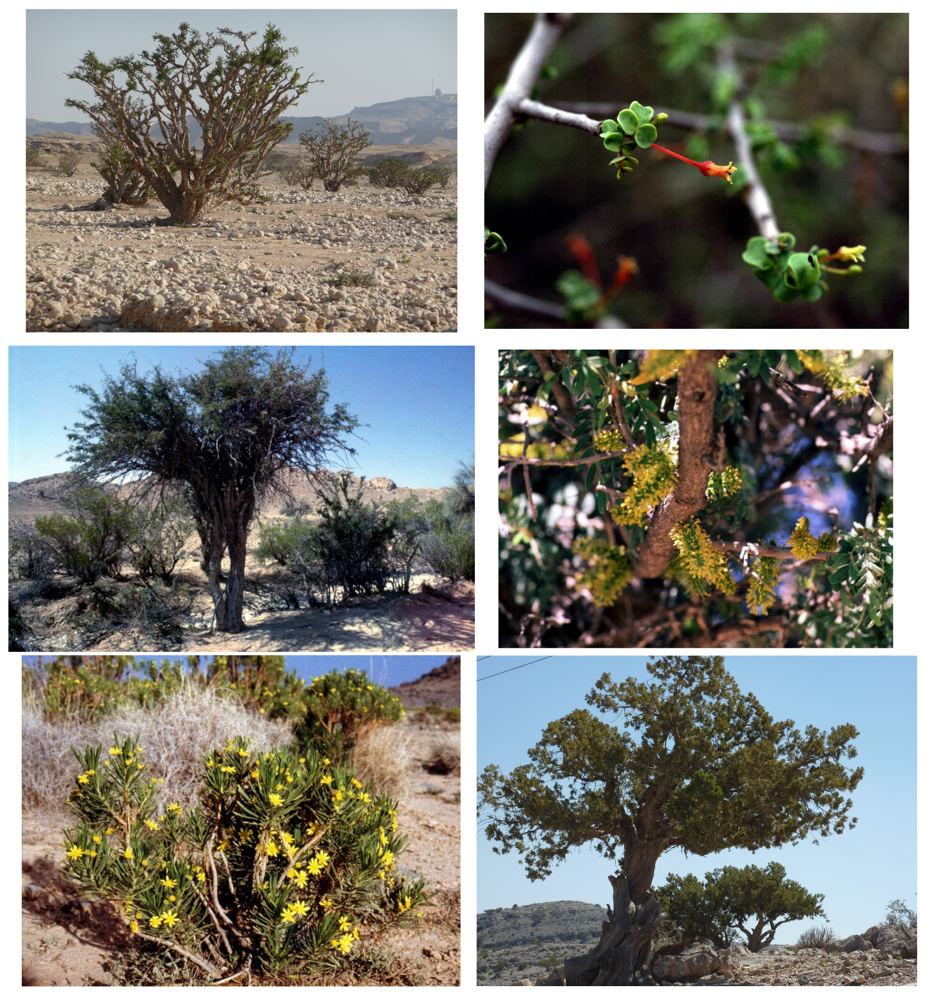 Plants 13 02091 g005