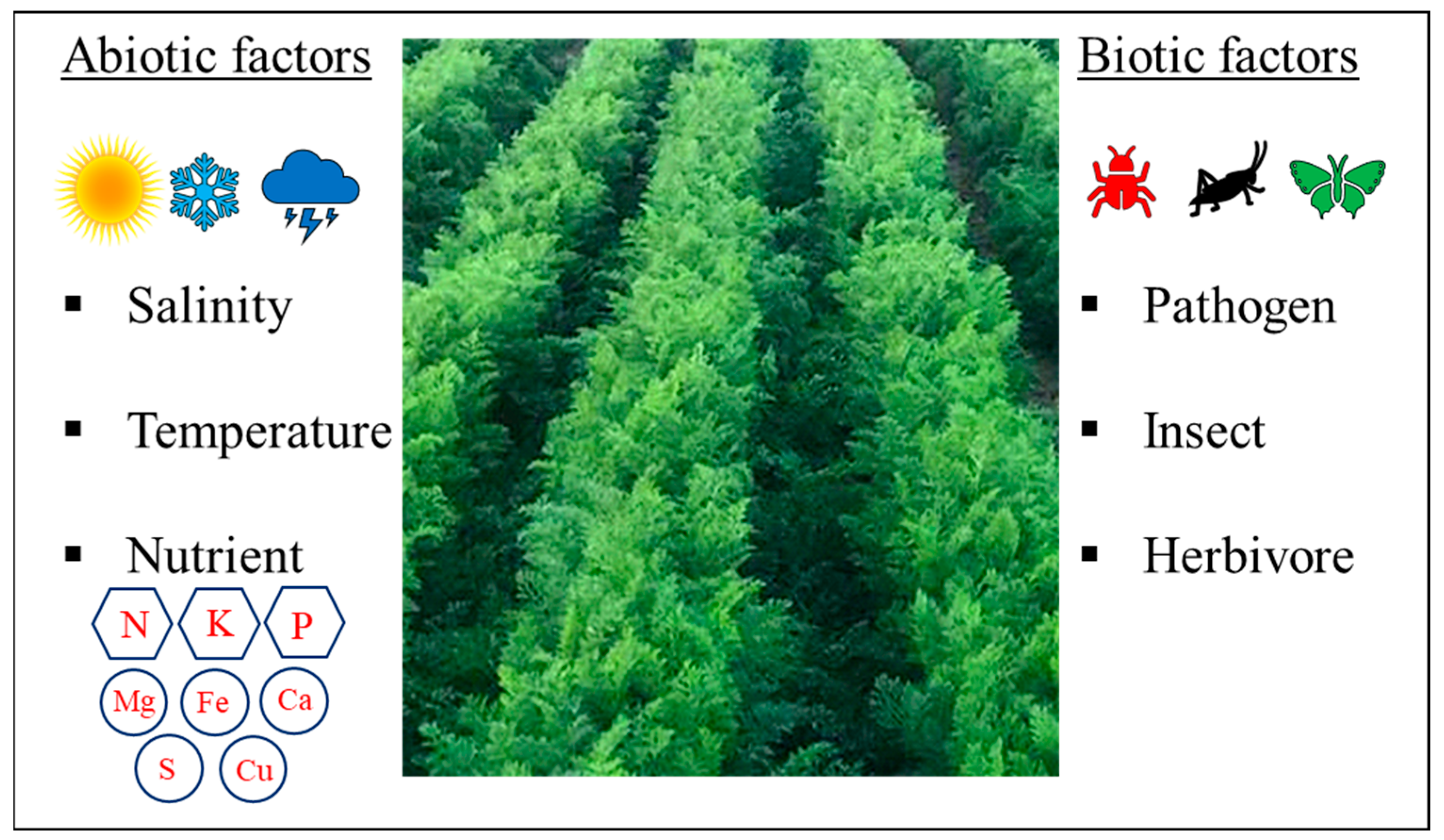 Plants 13 02092 g001