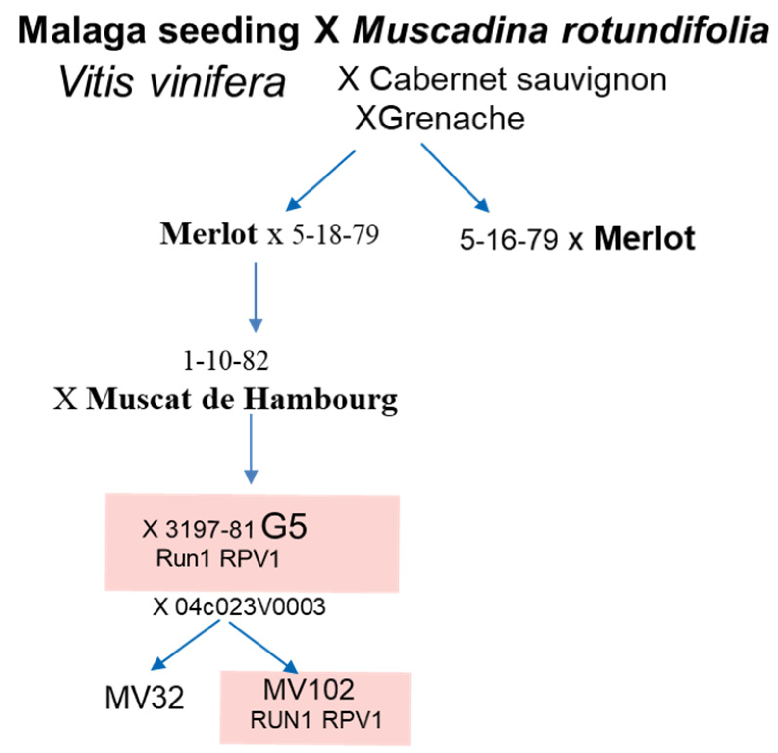 Plants 13 02095 g012