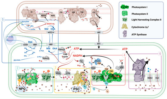 Regulation of Microalgal Photosynthetic Electron Transfer