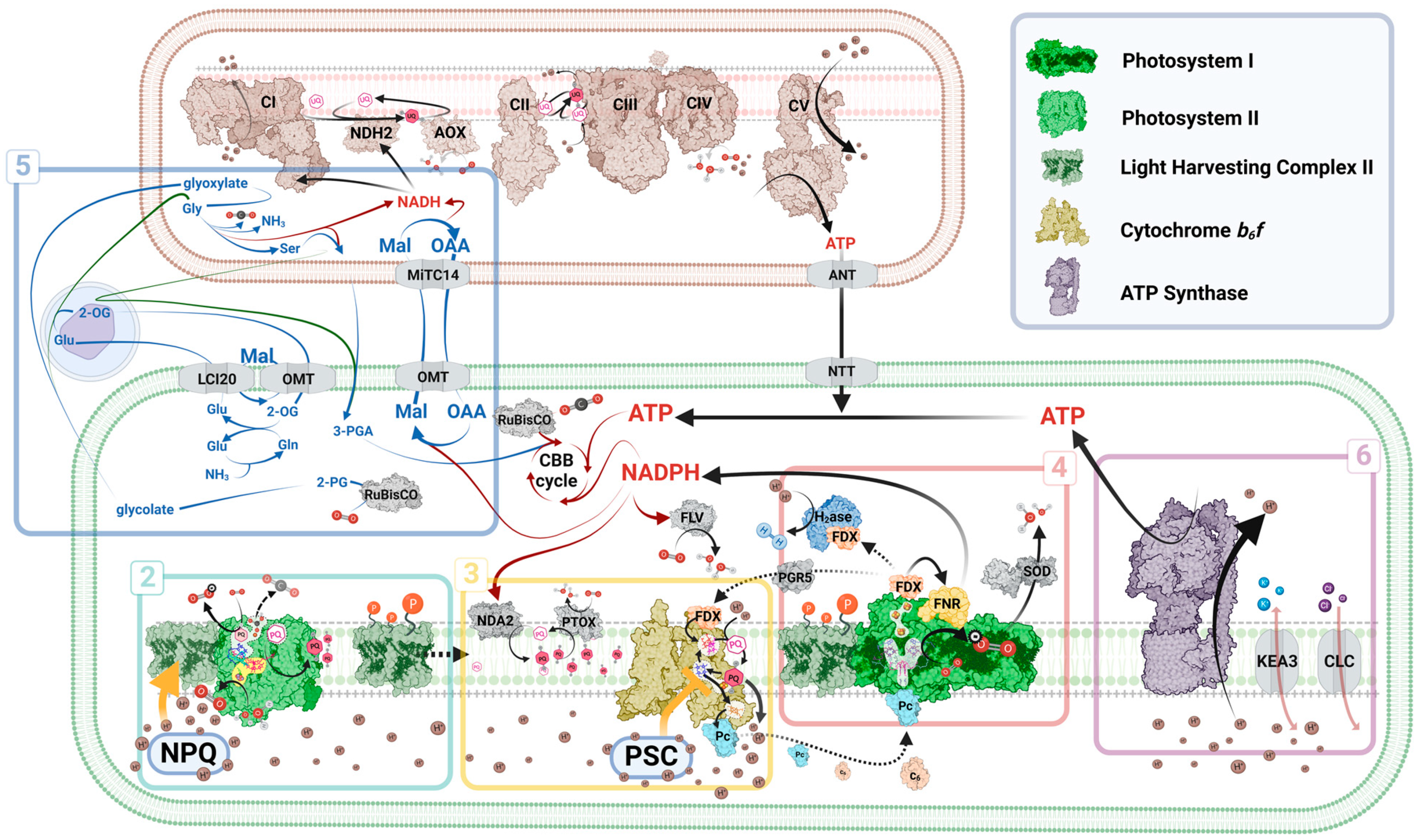 Plants 13 02103 g002 Plants 13 02103 g002