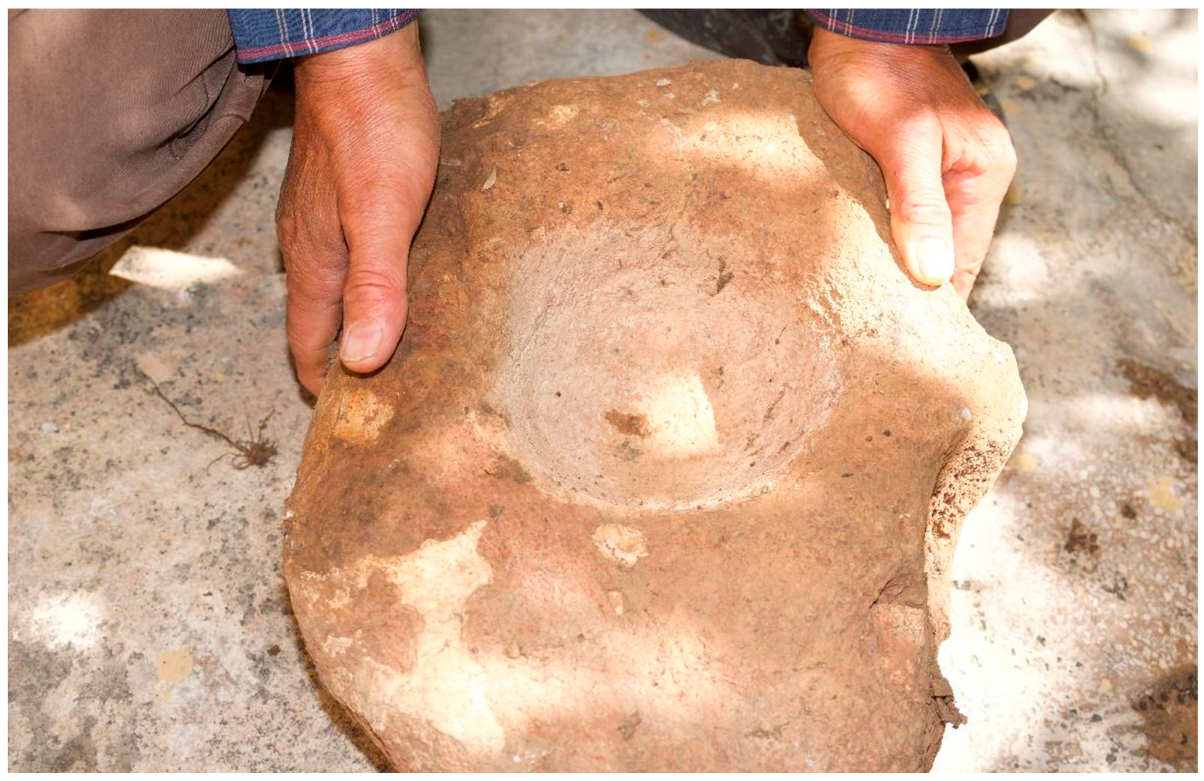 Plants 13 02104 g002