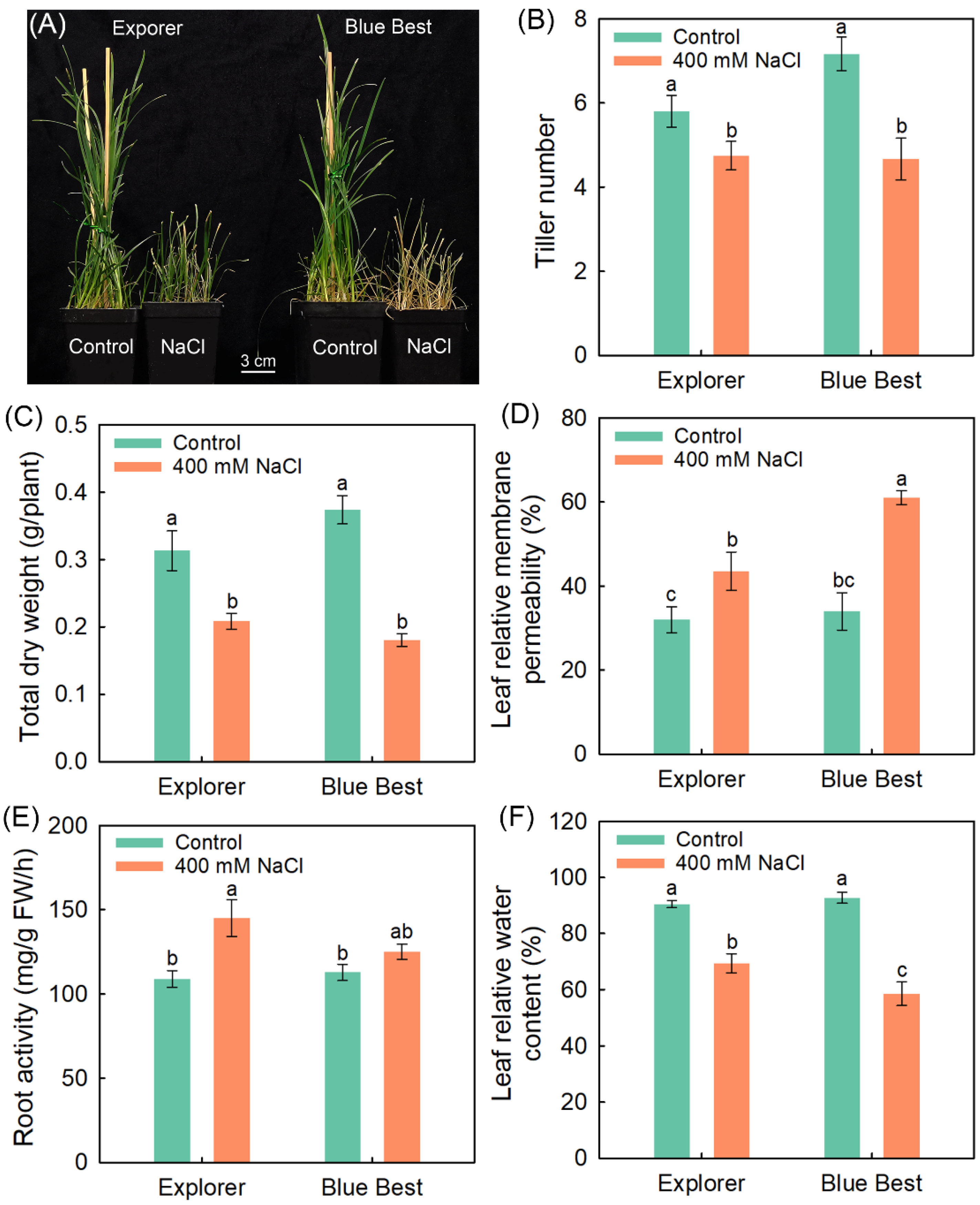 Plants 13 02107 g001