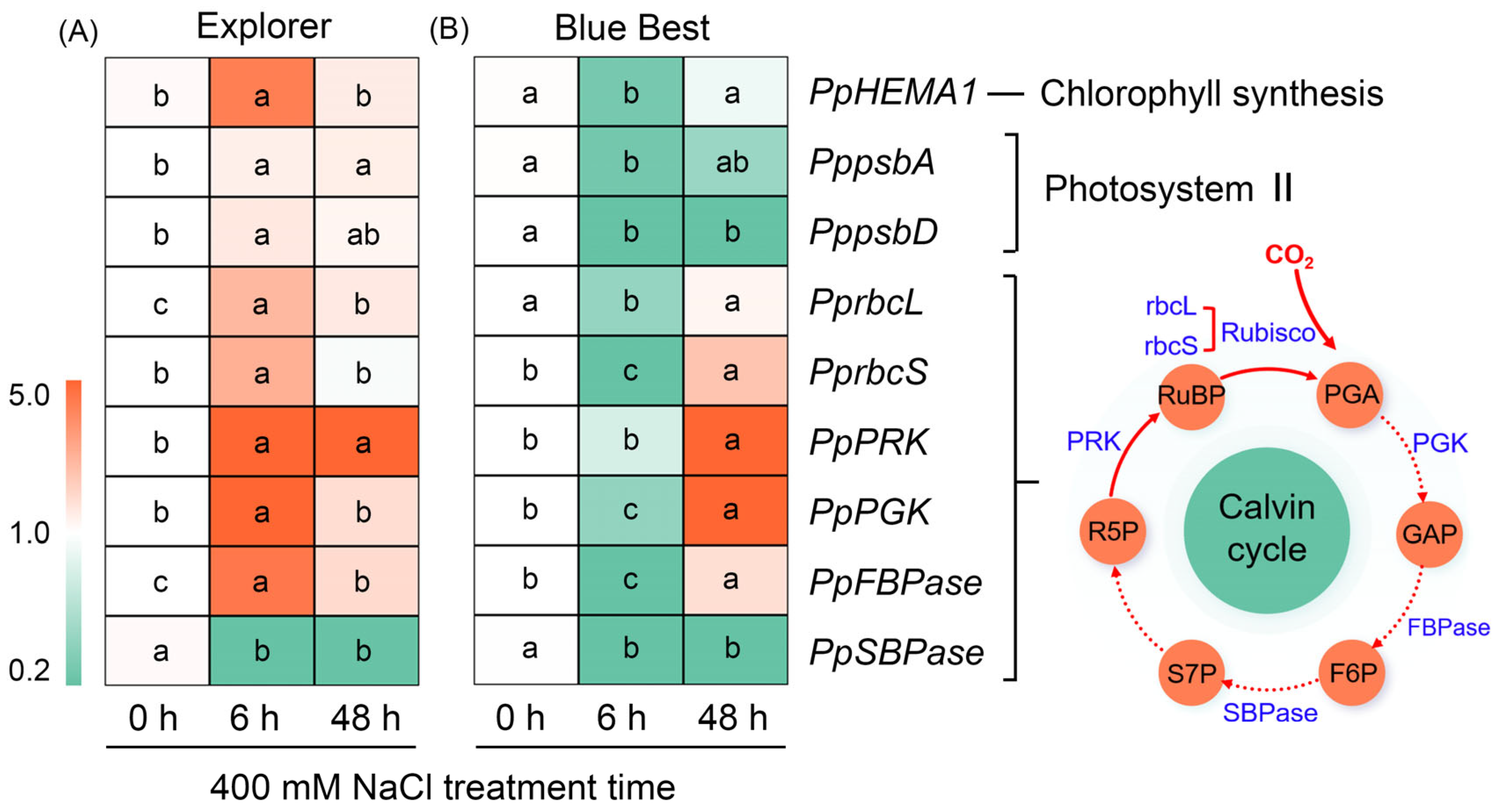 Plants 13 02107 g006