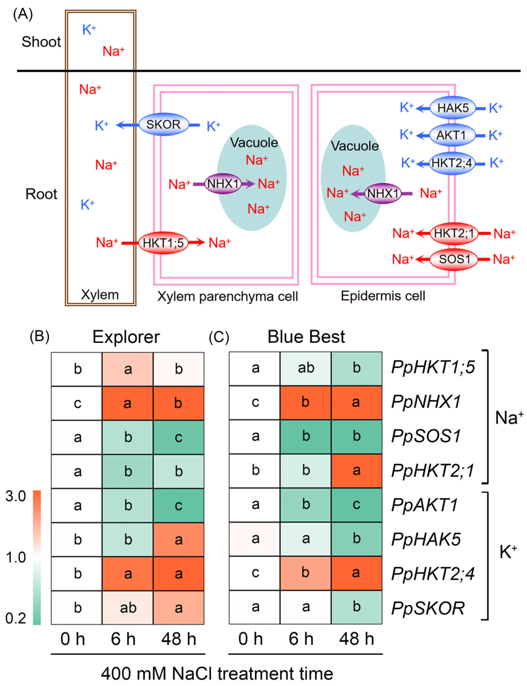 Plants 13 02107 g007