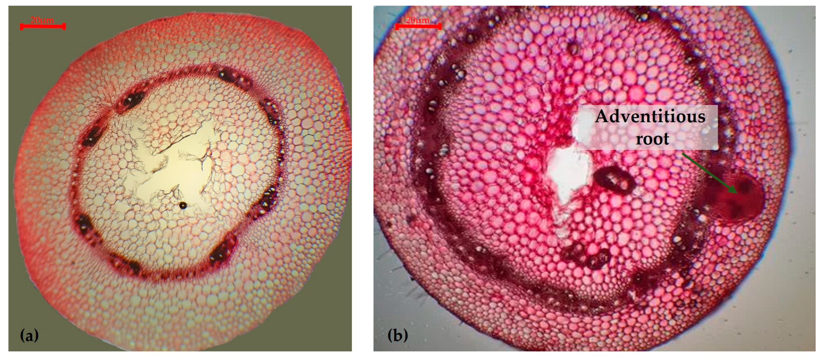 Plants 13 02111 g004