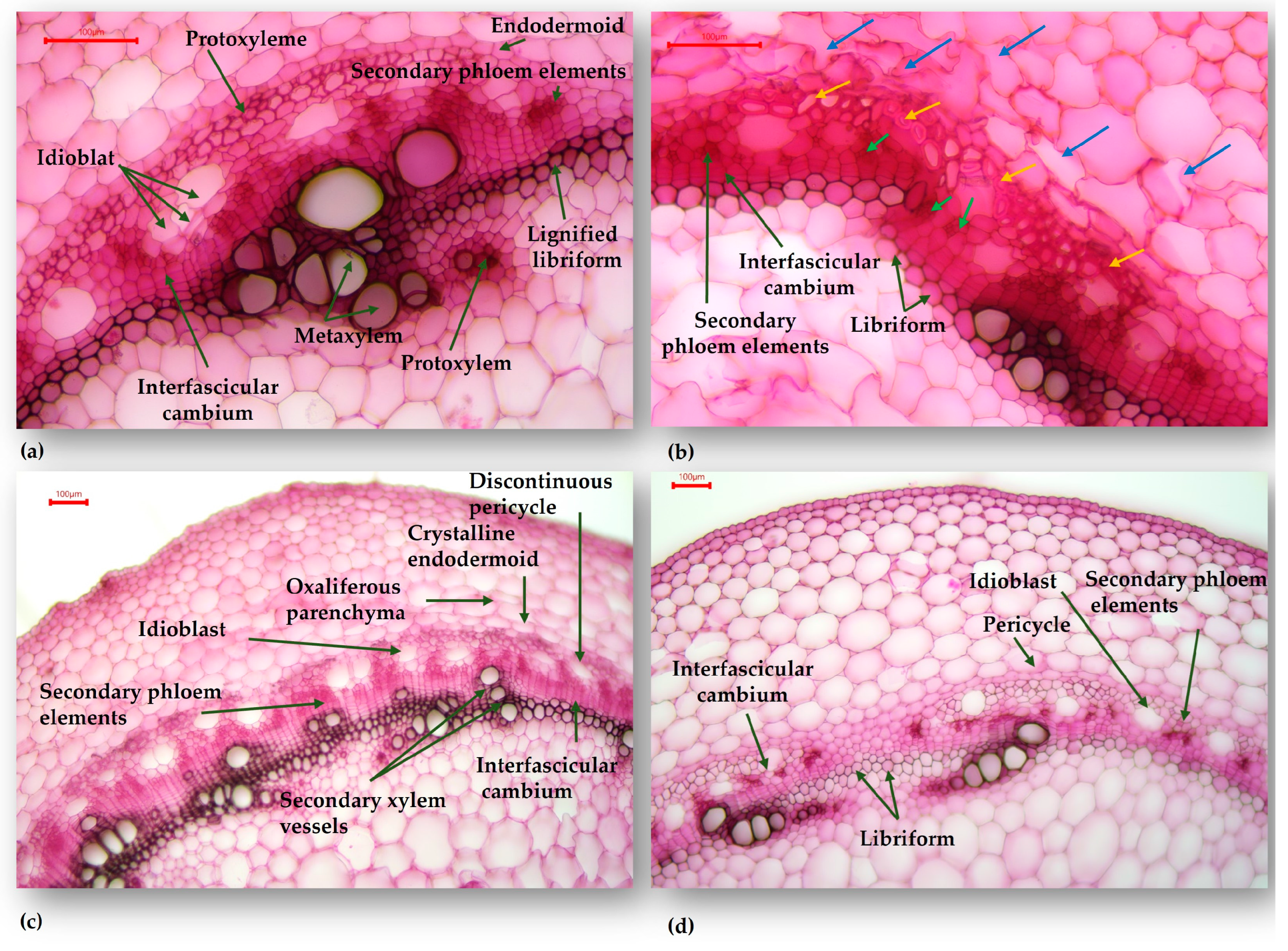 Plants 13 02111 g005