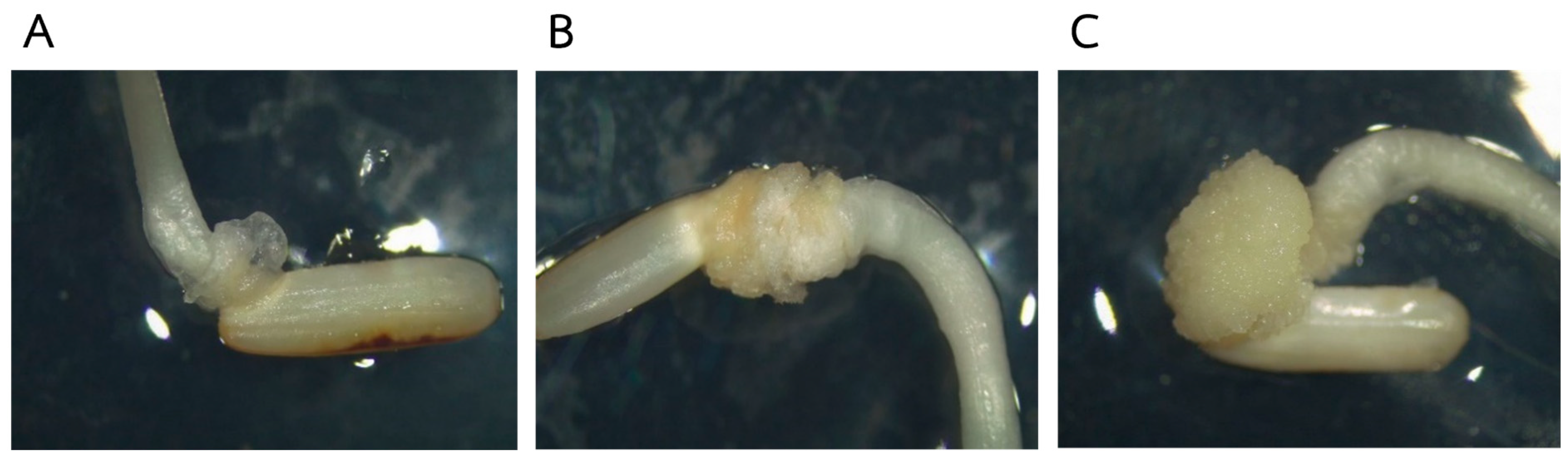 Plants 13 02112 g001 Plants 13 02112 g001