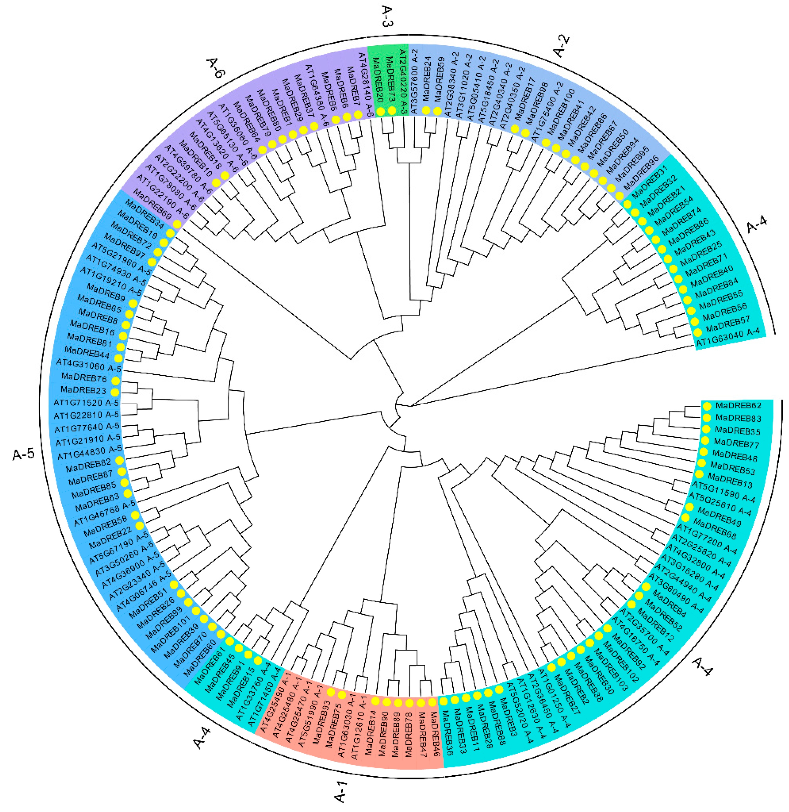 Identification of DREB Family Genes in Banana and Their