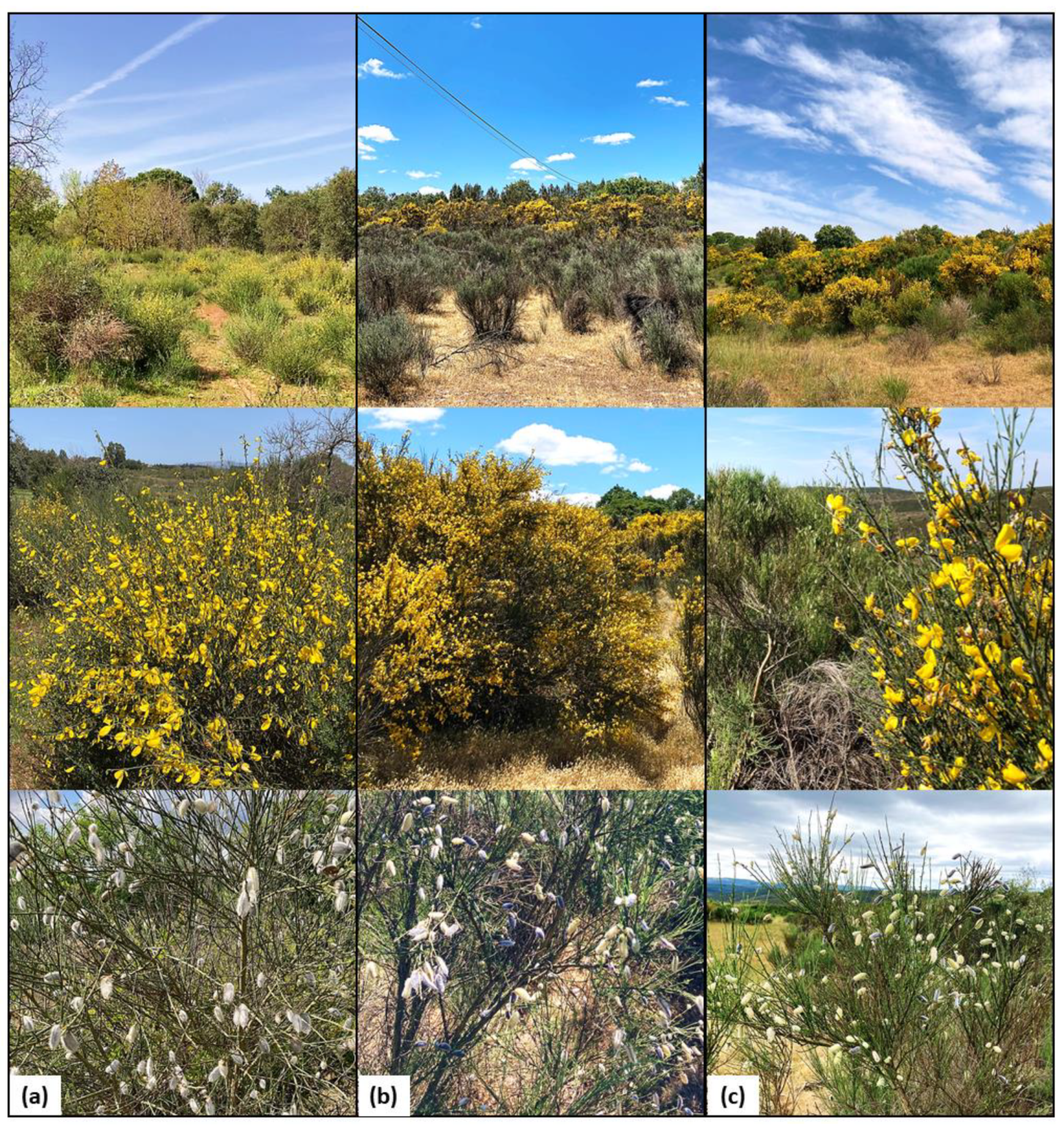 Plants 13 02121 g005 Plants 13 02121 g005