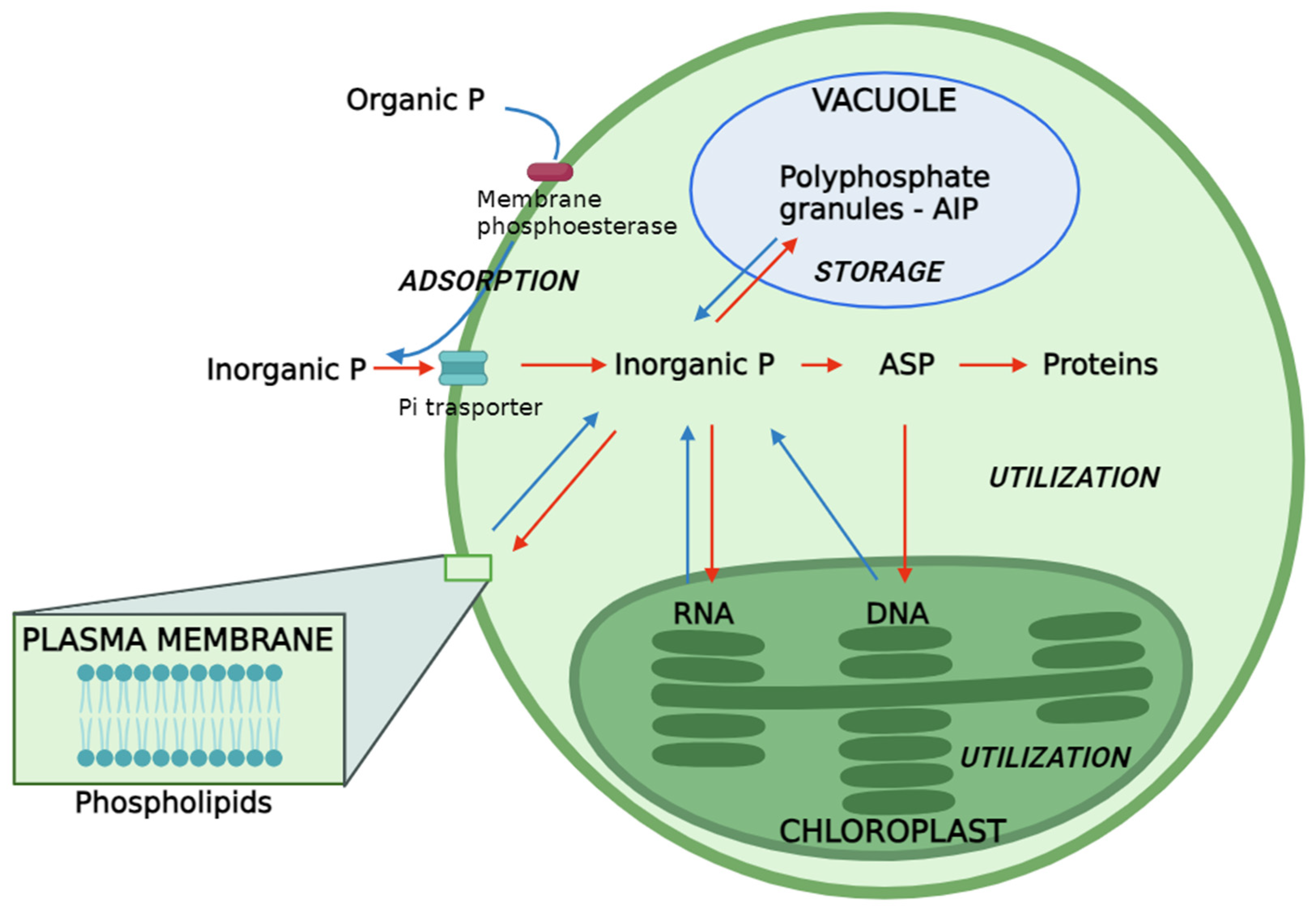 Plants 13 02127 g001