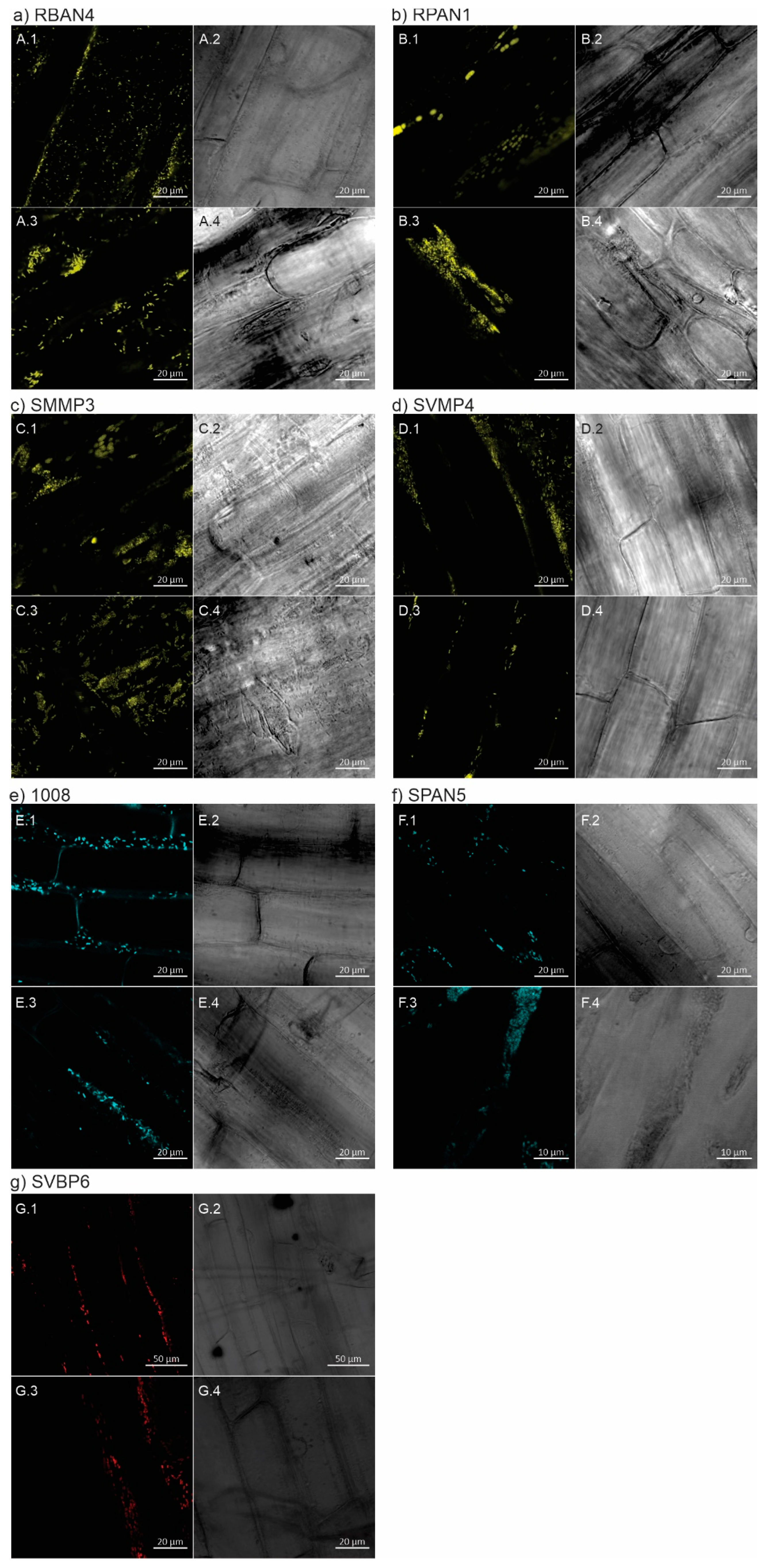 Plants 13 02130 g004