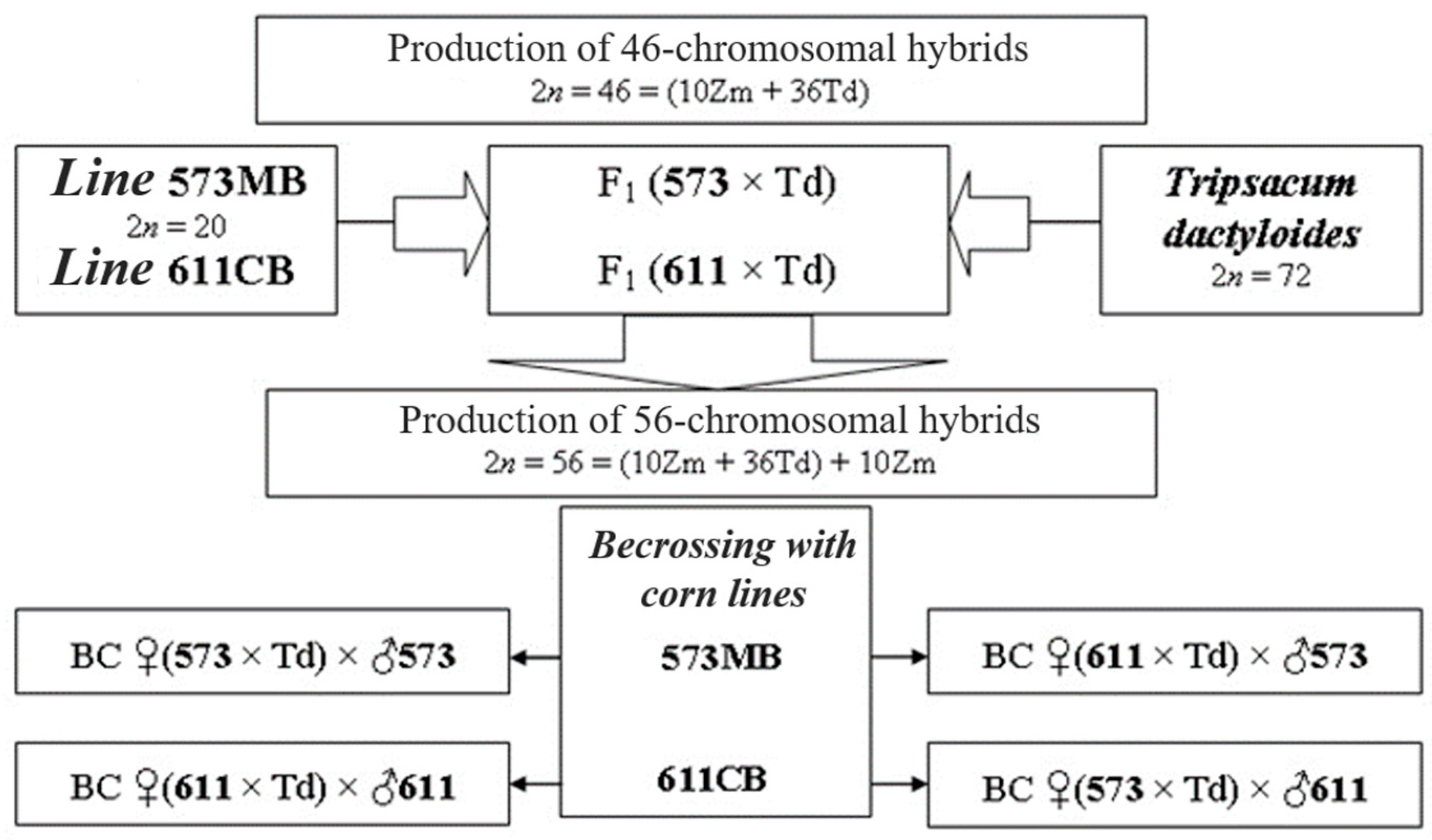 Plants 13 02138 g001 Plants 13 02138 g001