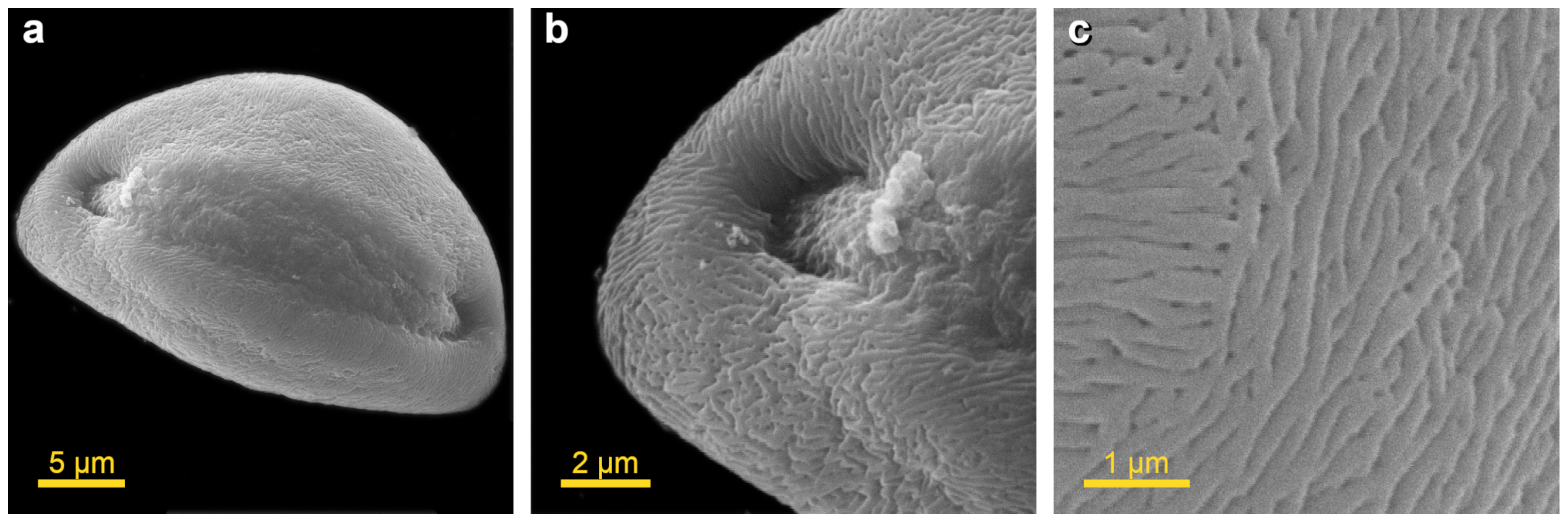 Plants 13 02140 g002