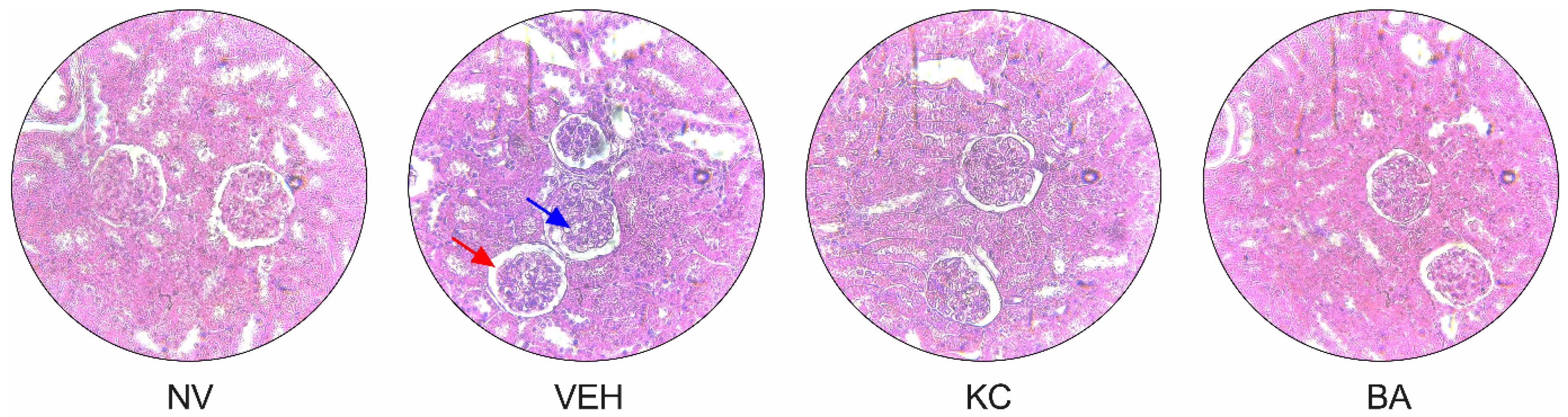 Plants 13 02141 g006