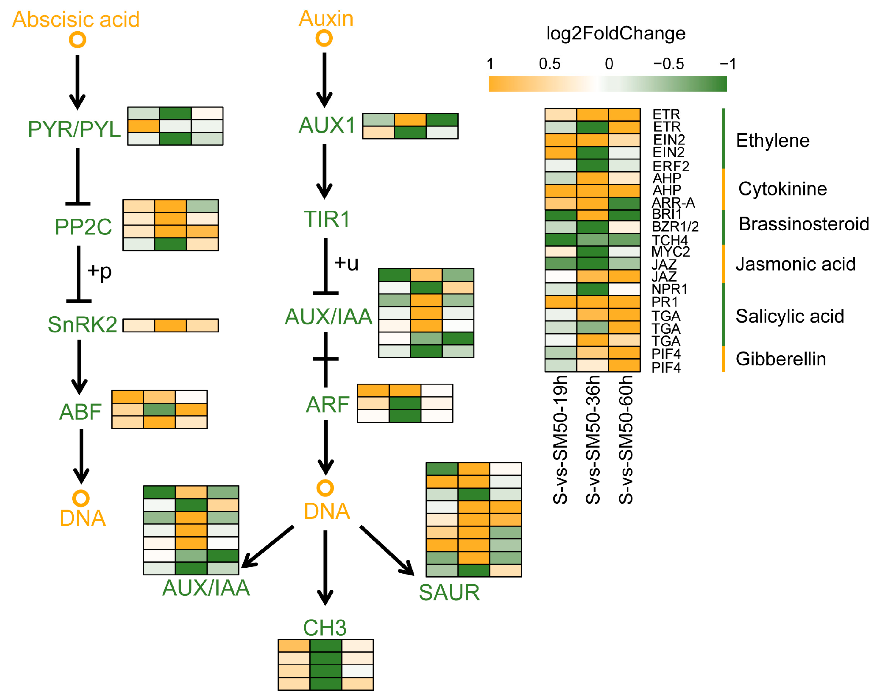 Plants 13 02142 g008