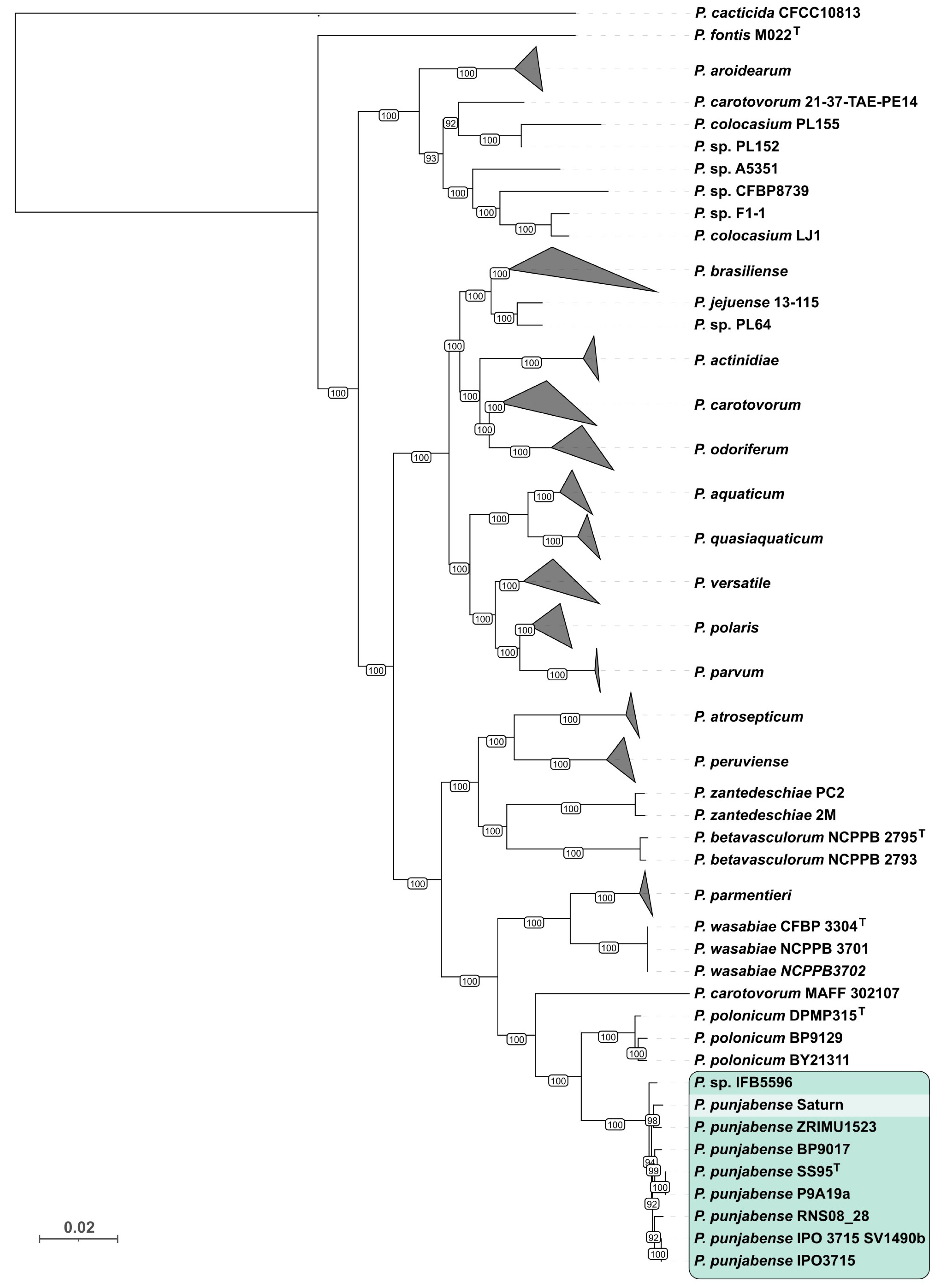 Plants 13 02144 g002