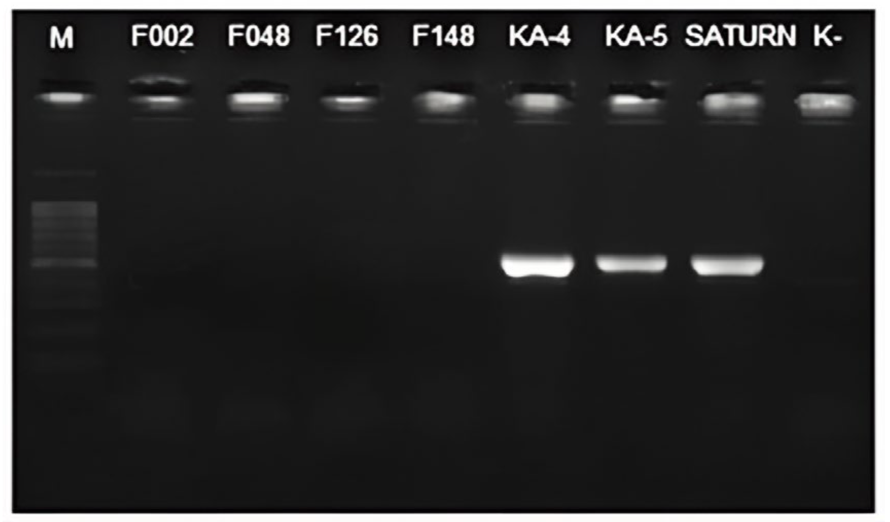 Plants 13 02144 g003