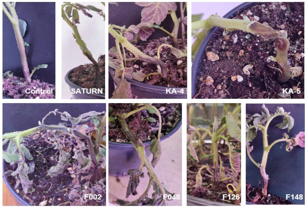 Plants 13 02144 g007