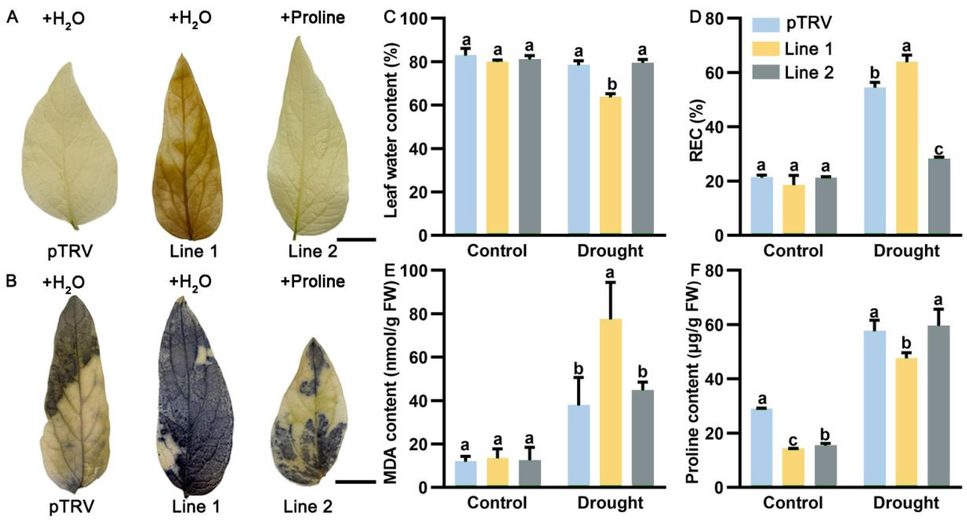 Plants 13 02145 g005