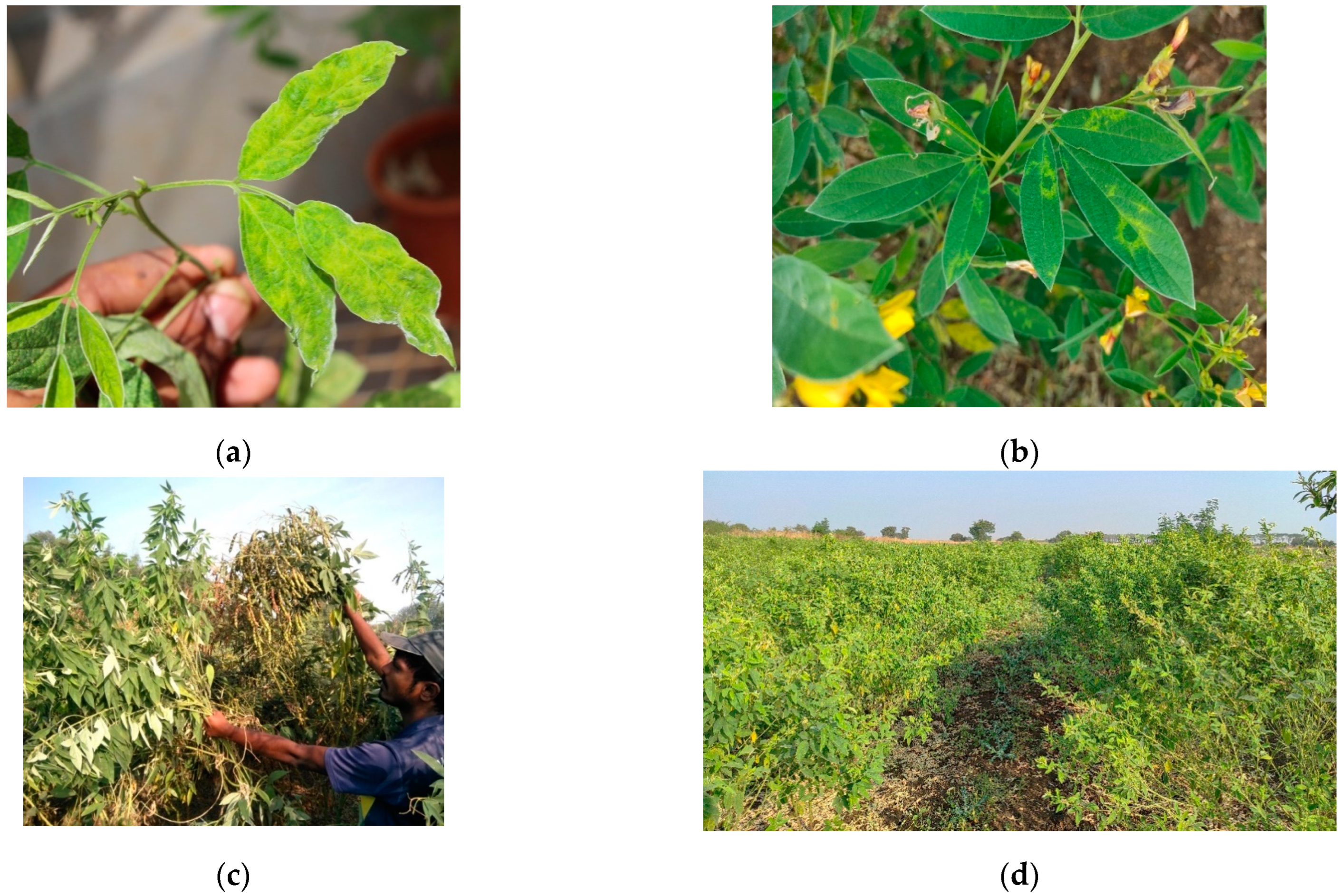 Plants 13 02146 g002