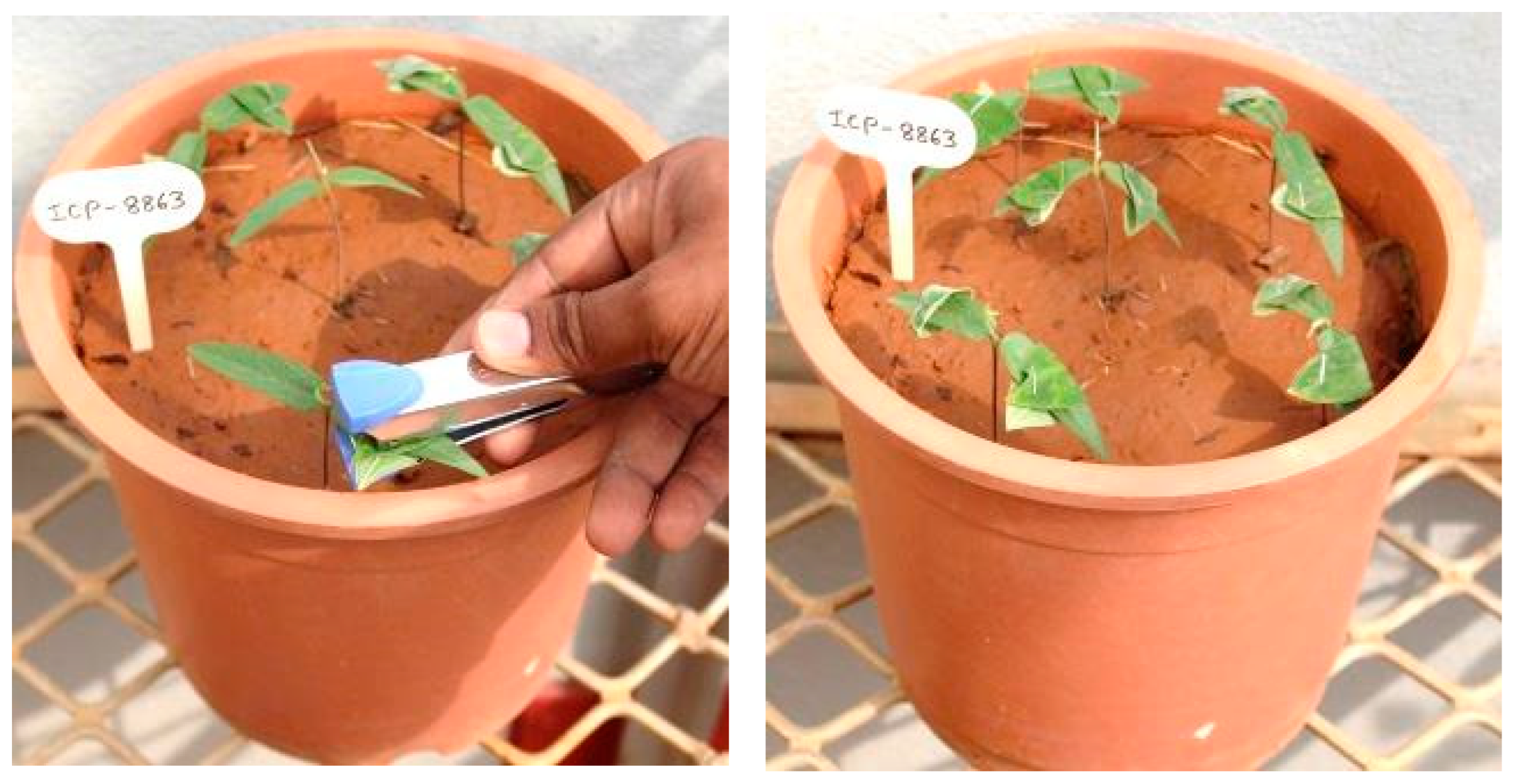 Plants 13 02146 g006