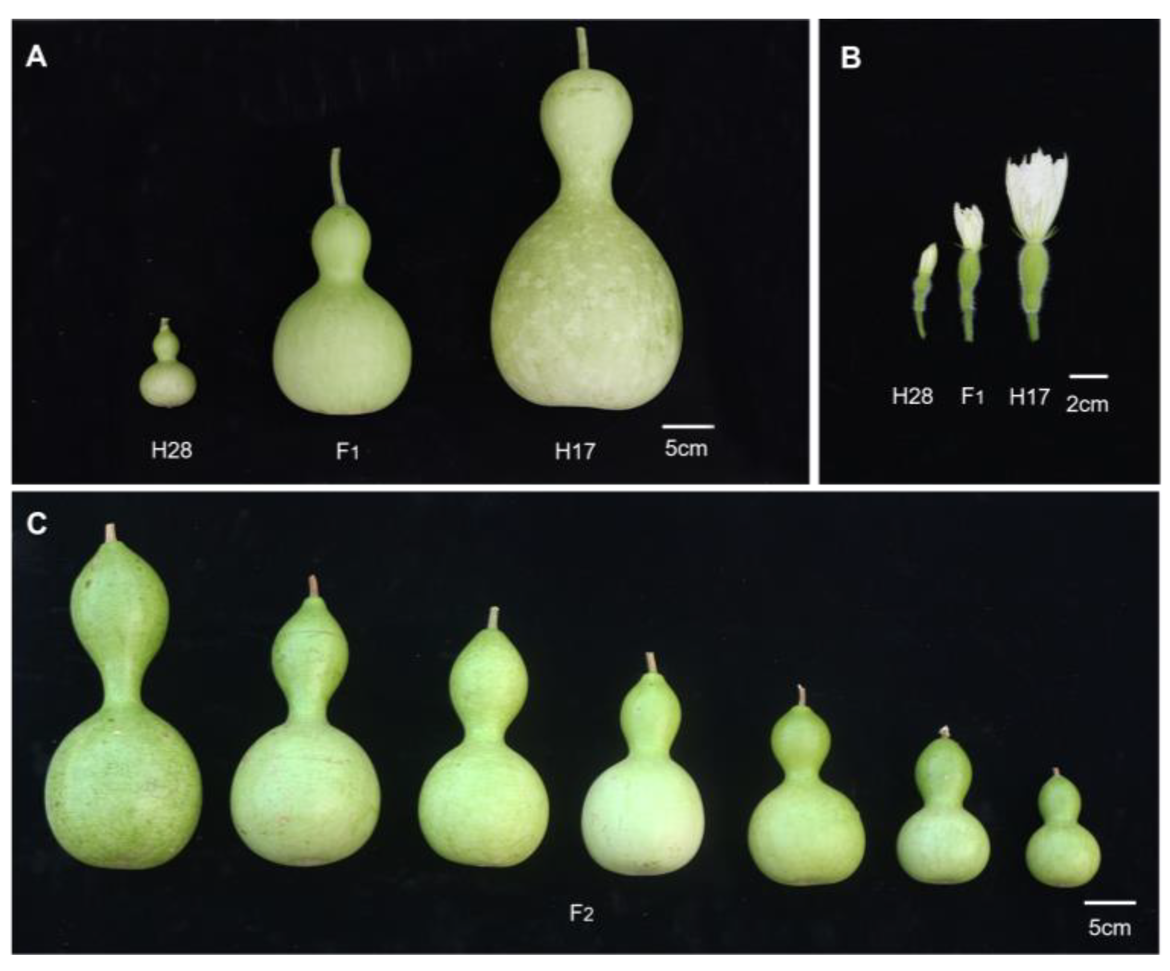 Plants 13 02154 g001