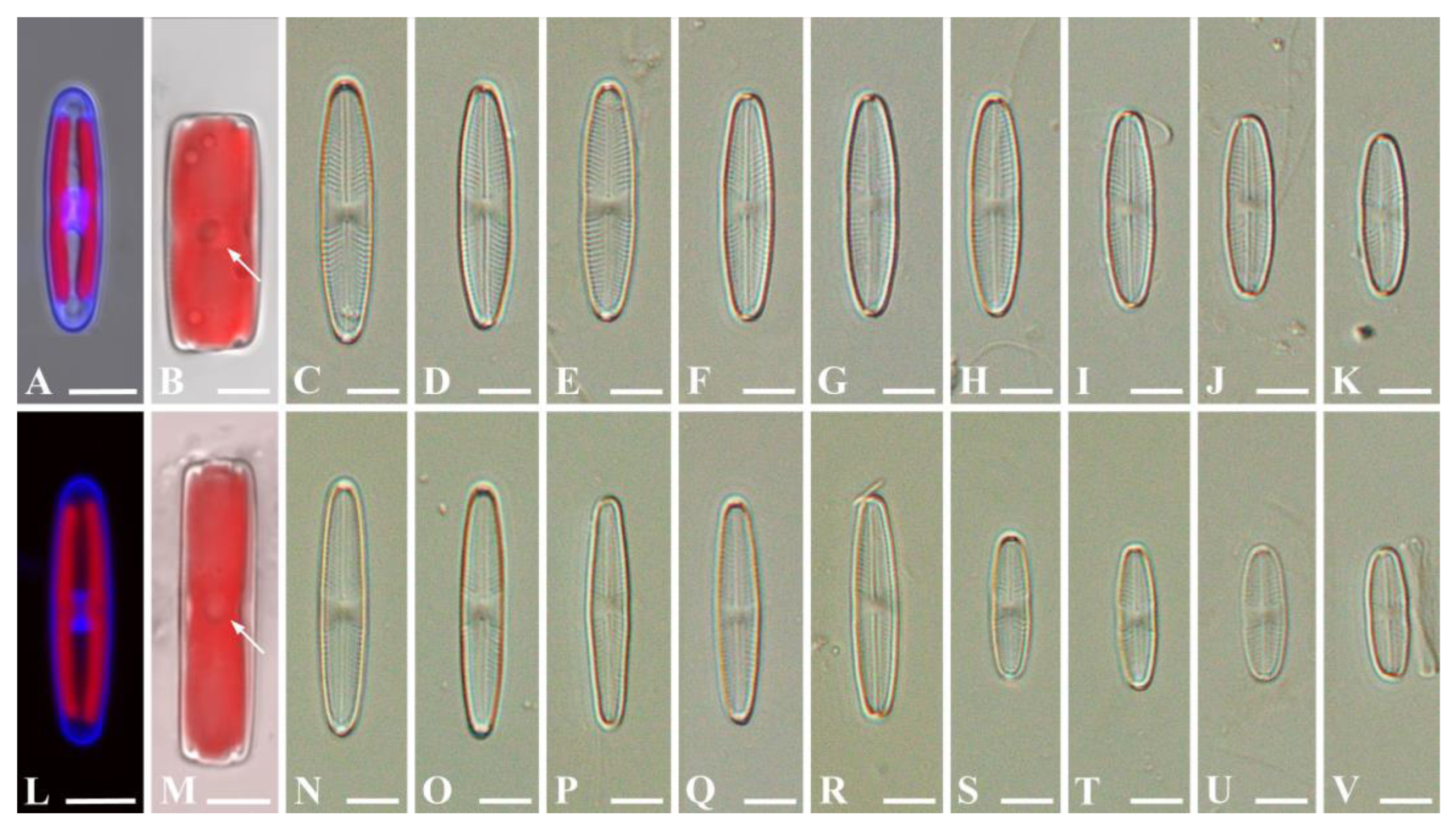 Plants 13 02160 g001 Plants 13 02160 g001