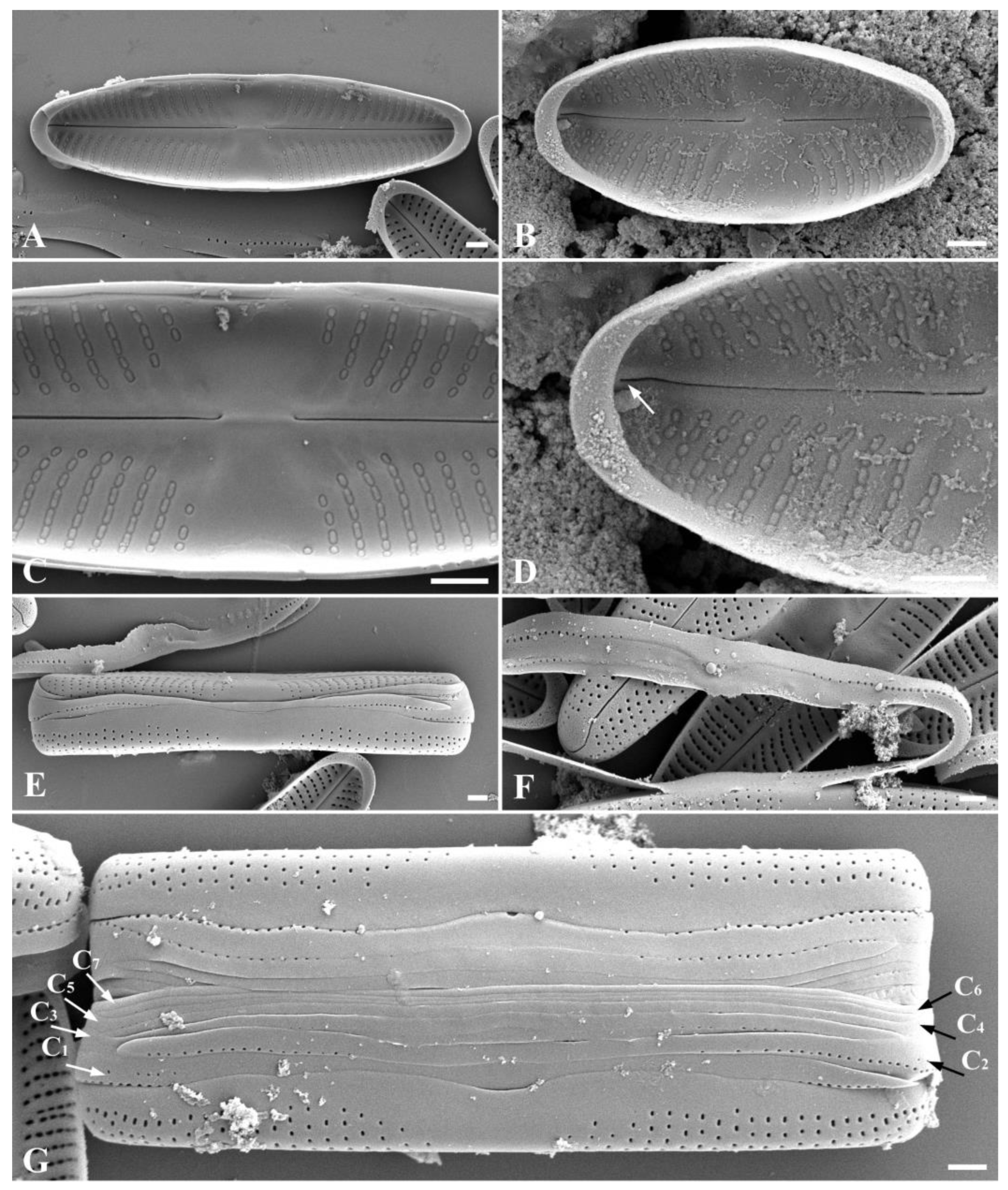 Plants 13 02160 g003 Plants 13 02160 g003