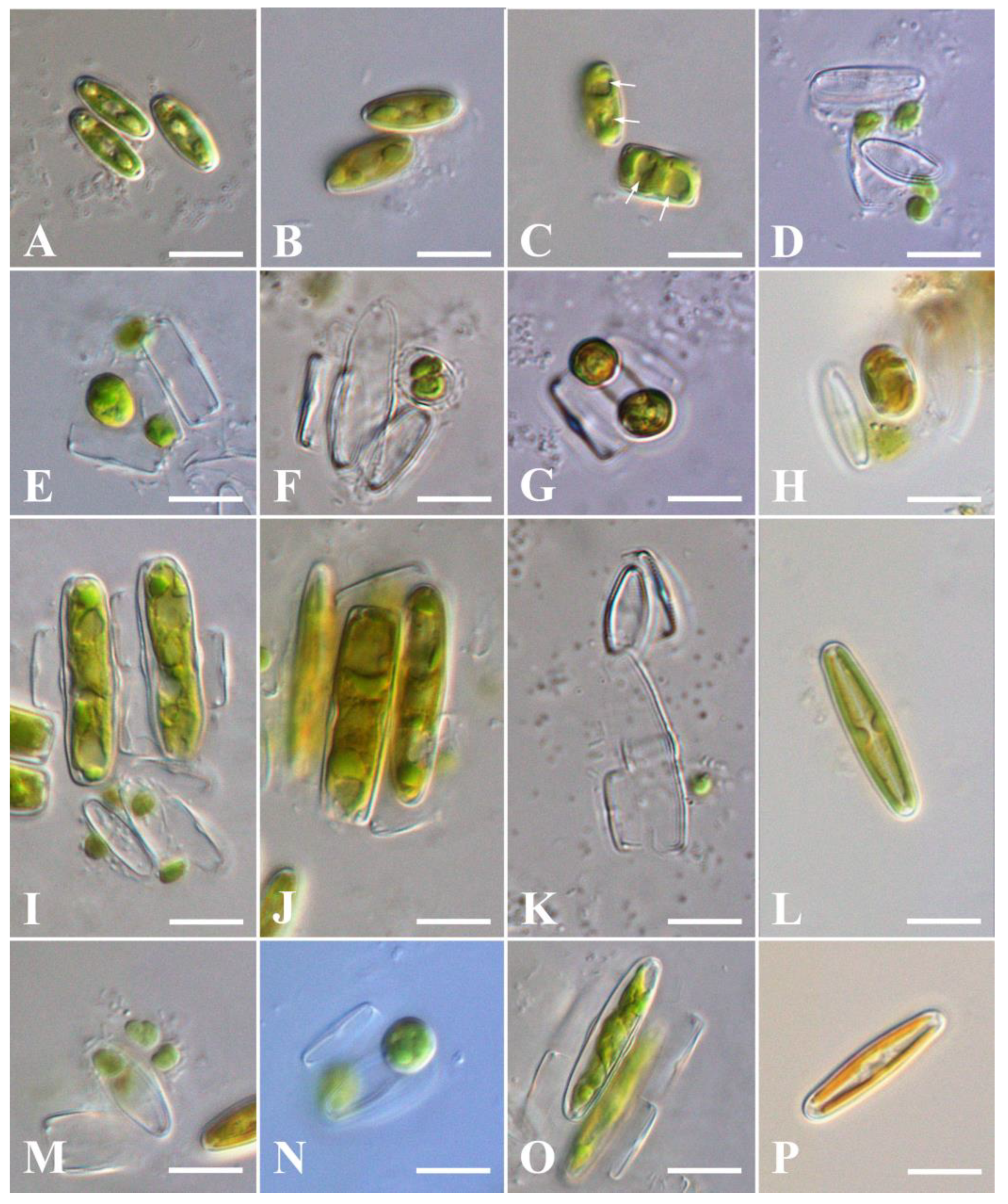 Plants 13 02160 g007 Plants 13 02160 g007