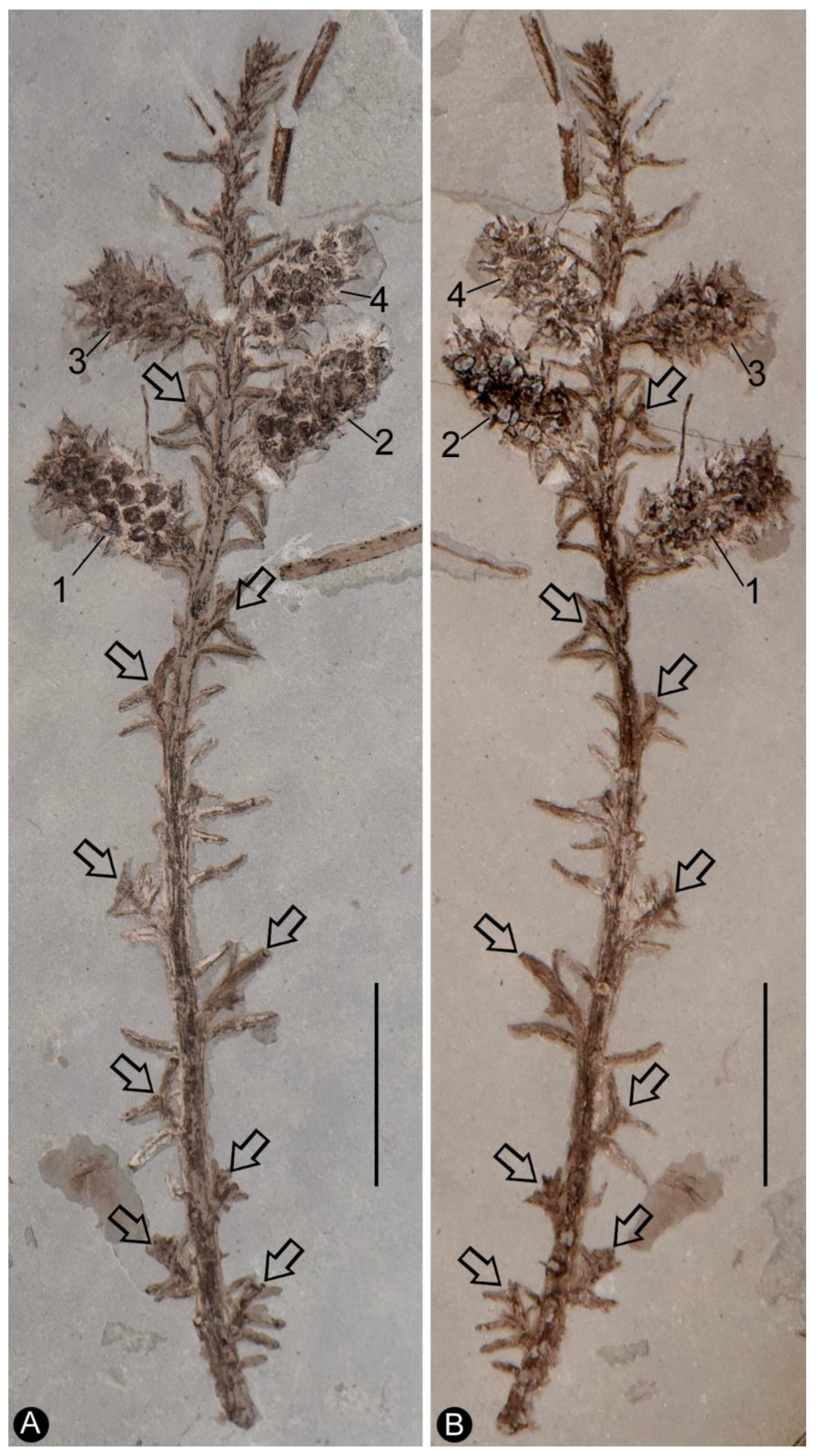 Plants 13 02162 g001 Plants 13 02162 g001