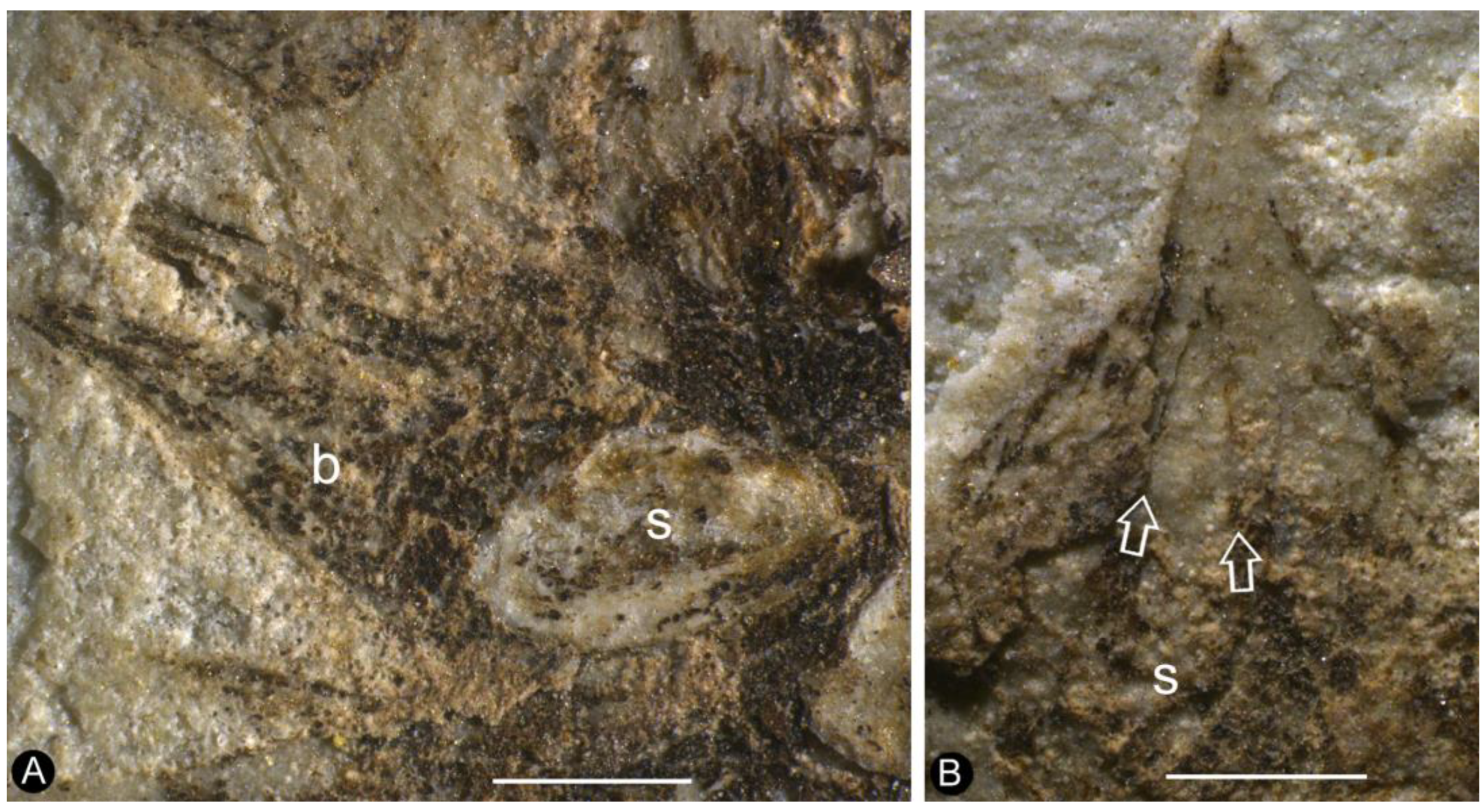 Plants 13 02162 g003 Plants 13 02162 g003