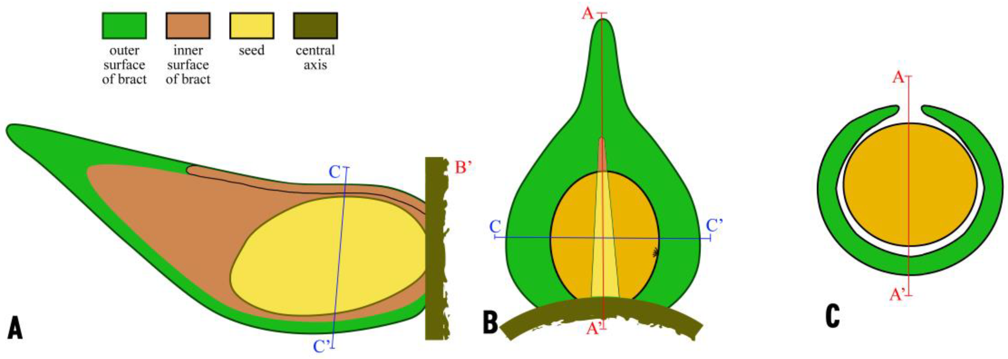 Plants 13 02162 g005 Plants 13 02162 g005