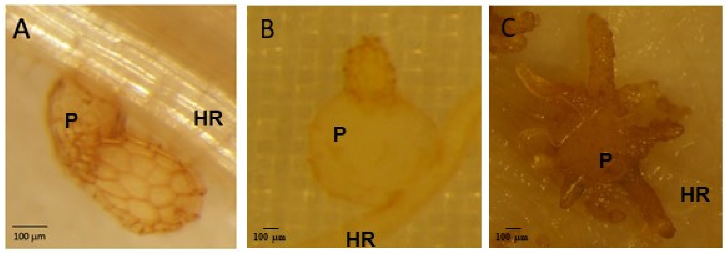 Plants 13 02168 g001