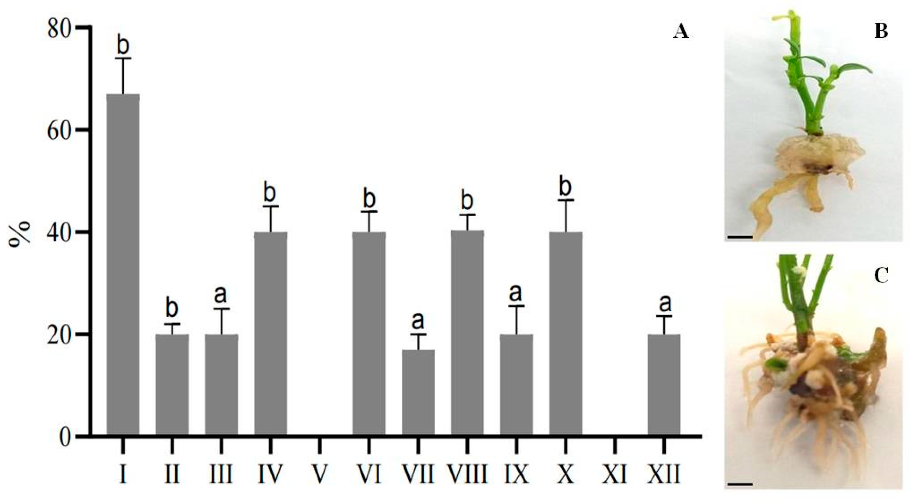 Plants 13 02174 g002