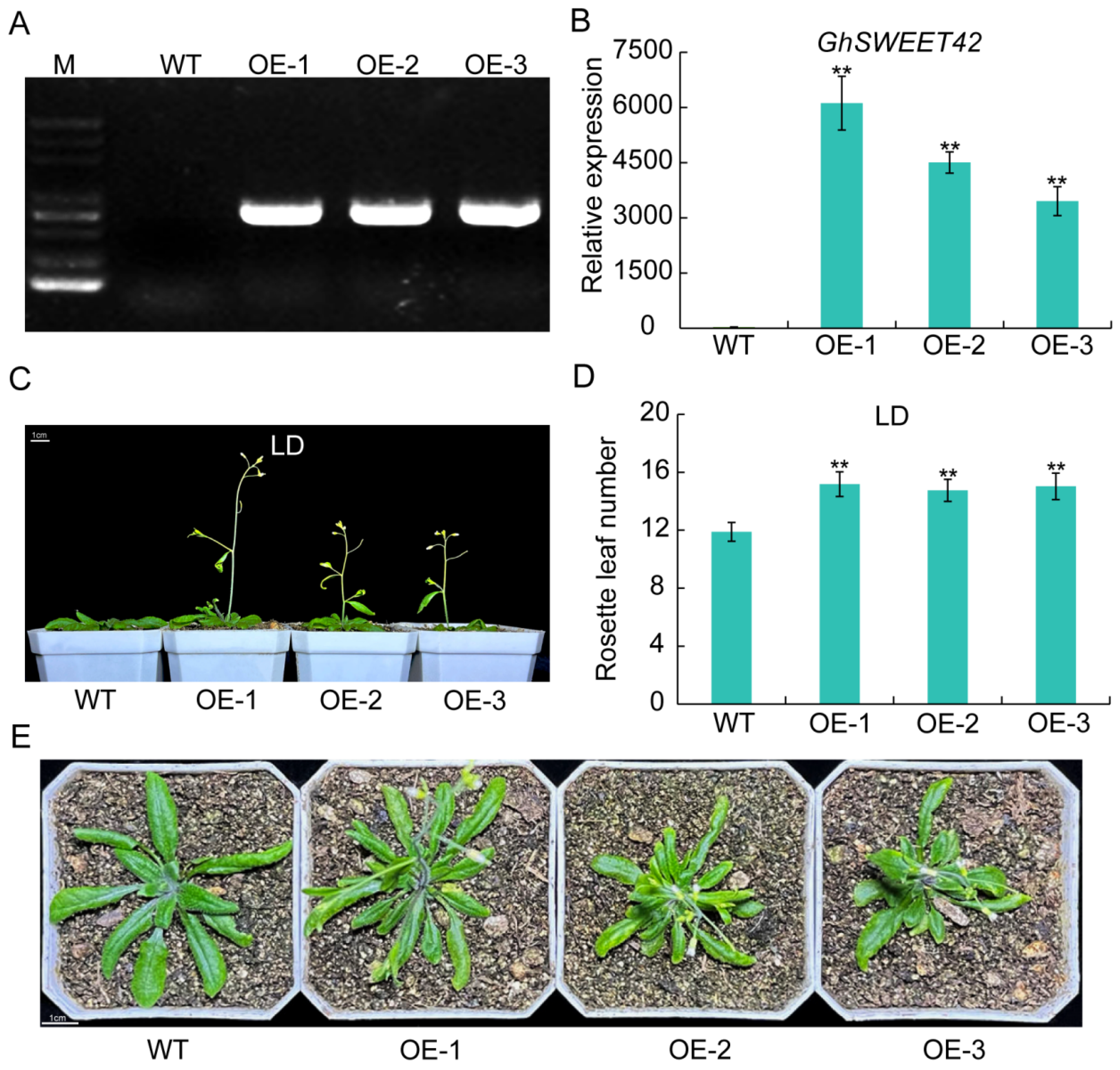 Plants 13 02181 g004