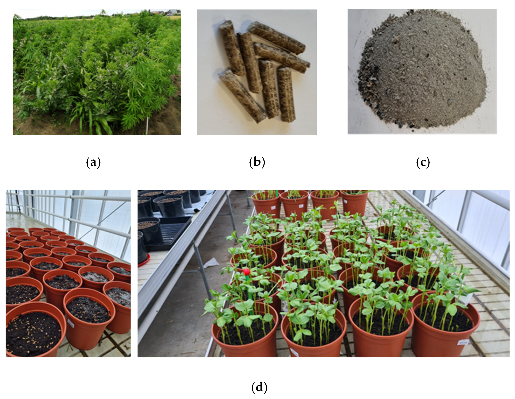 Plants 13 02182 g001