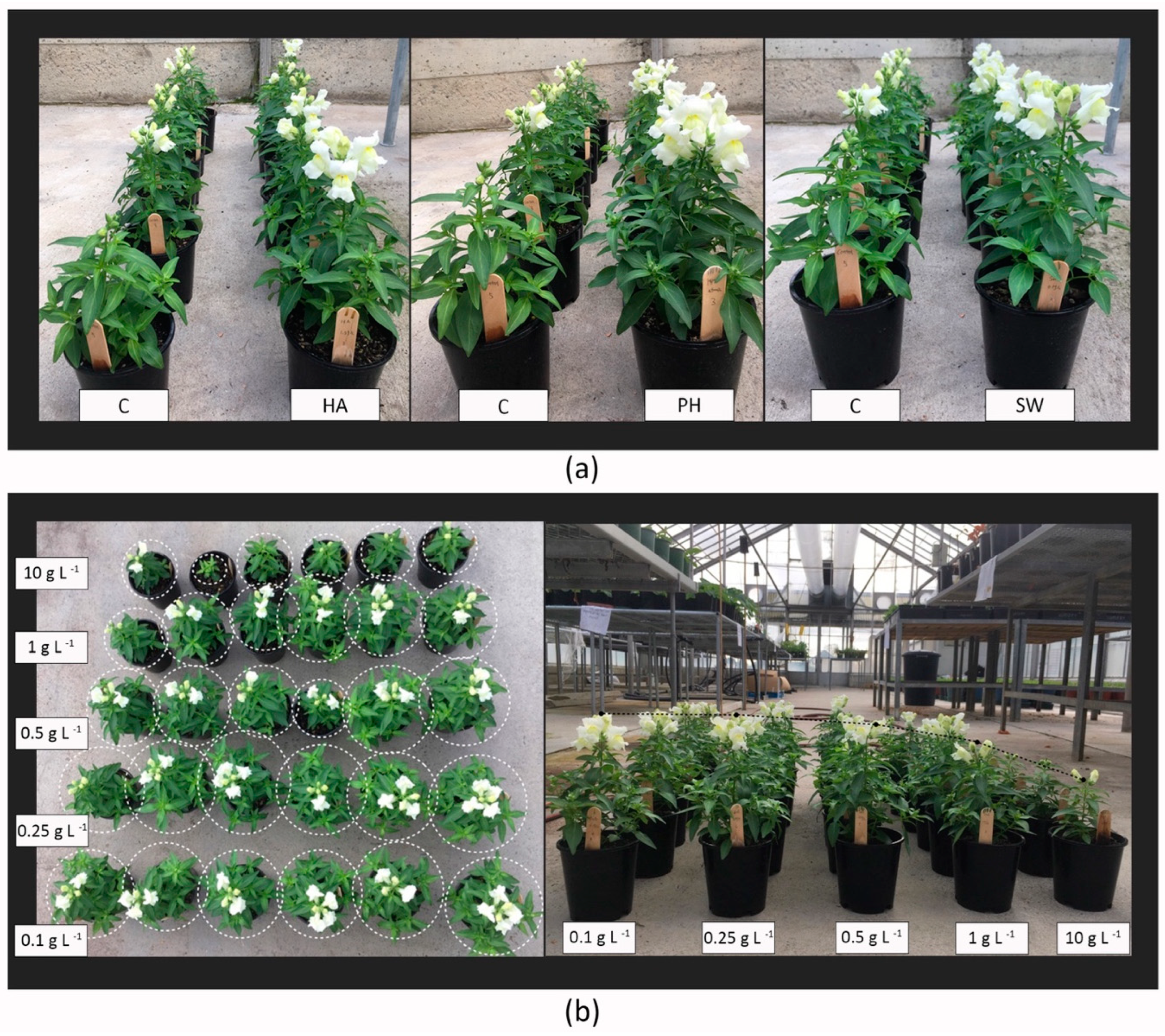 Plants 13 02188 g002