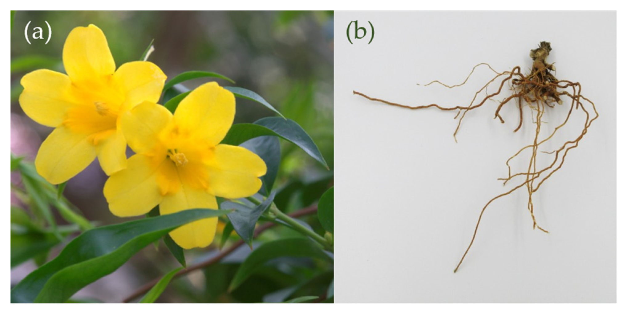 Plants 13 02208 g001