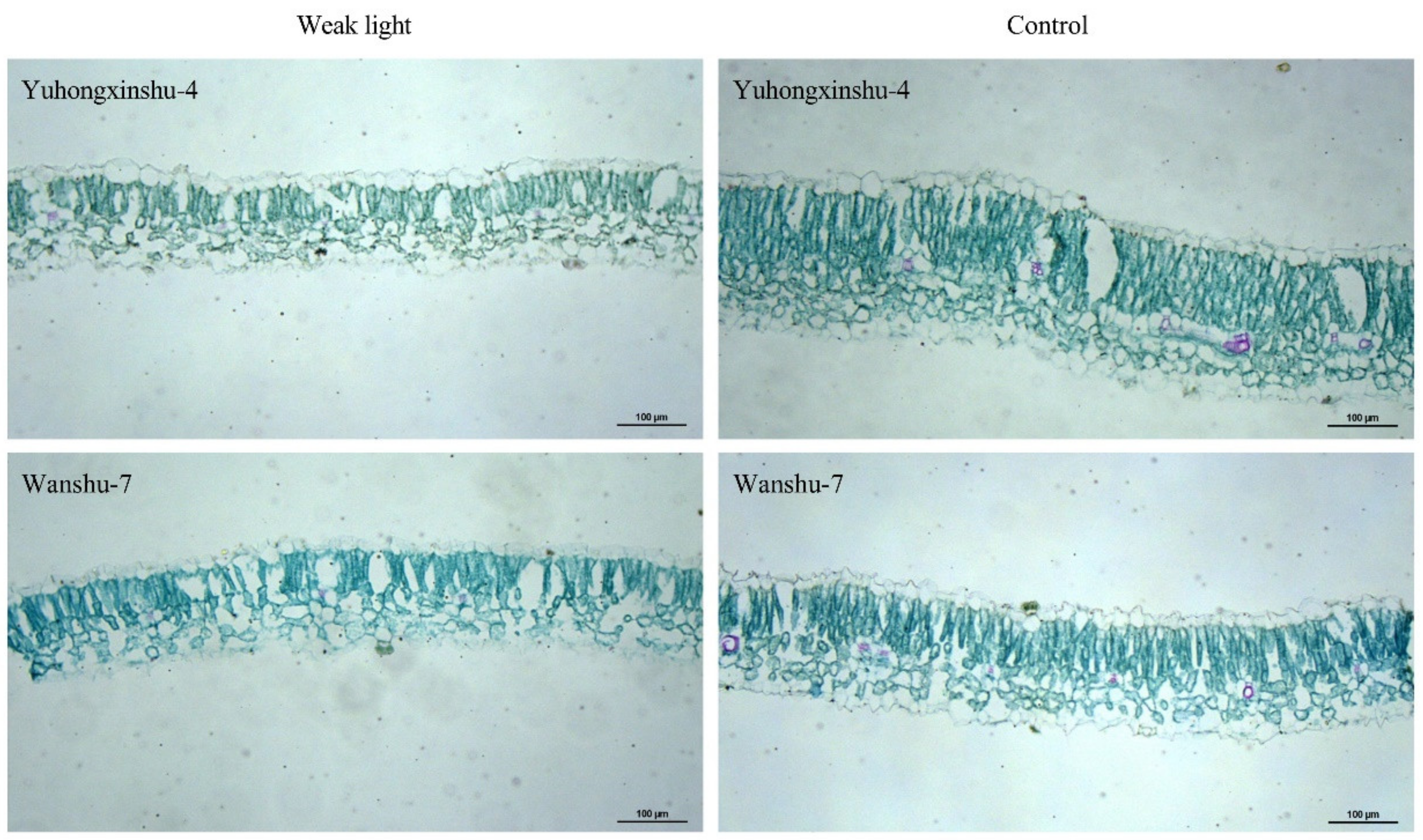 Physiological and Transcriptome Responses of Sweet Potato